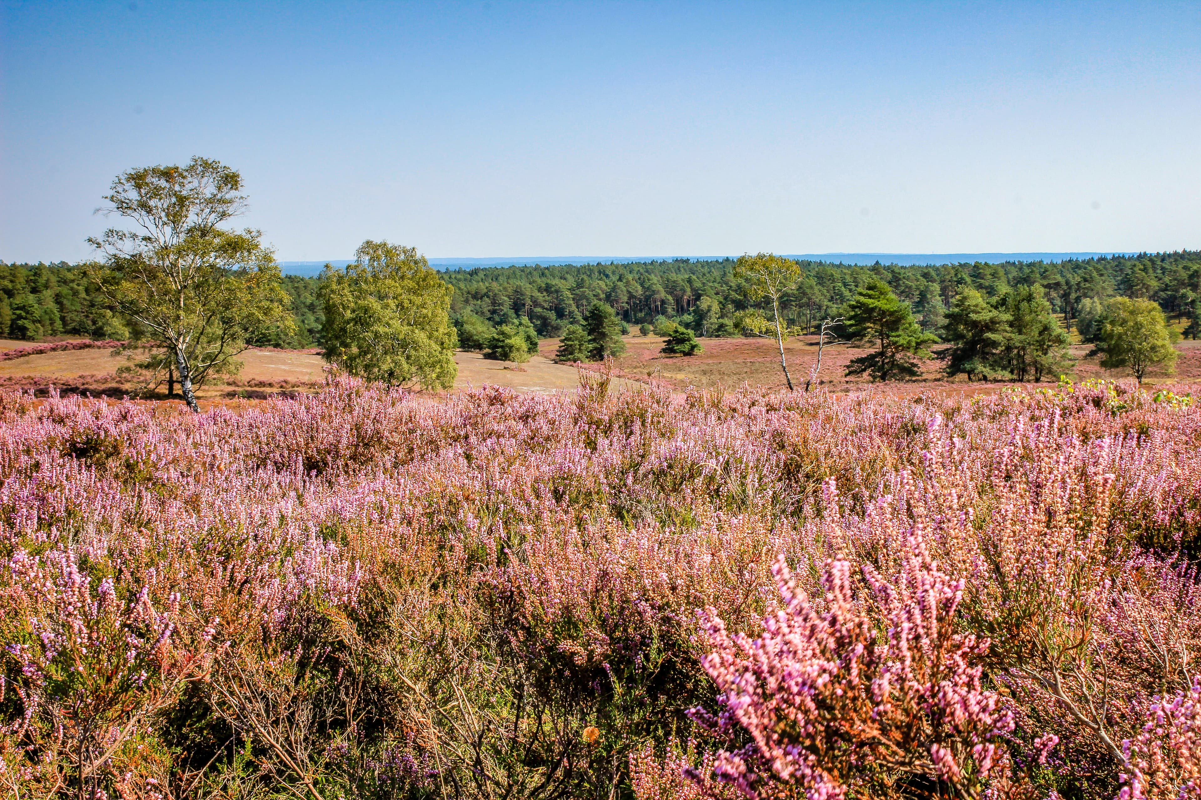 Toller Blick vom Gipfel des Brunsbergs in die Heide