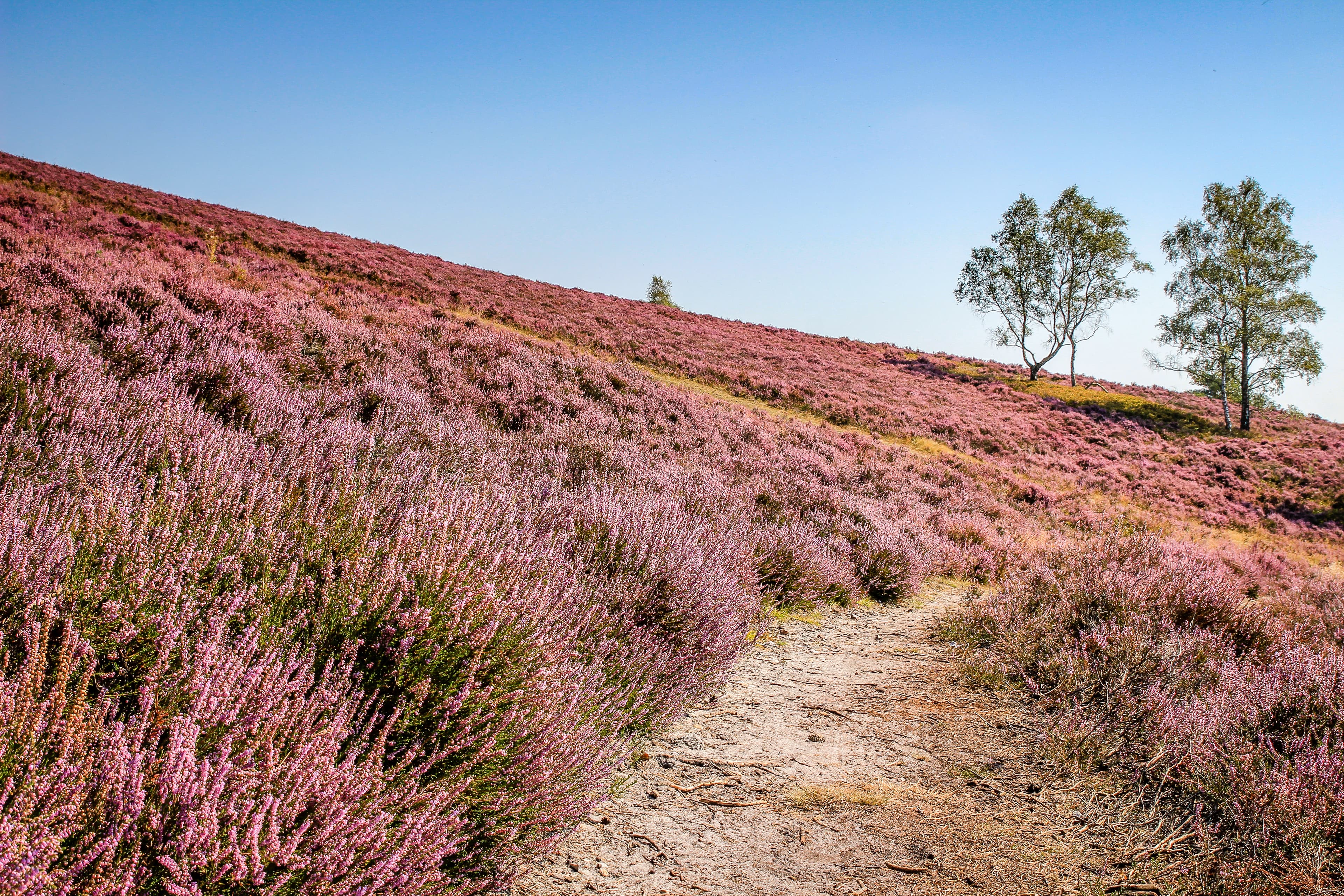 Der Brunsberg ist umgeben von blühenden Heide Flächen