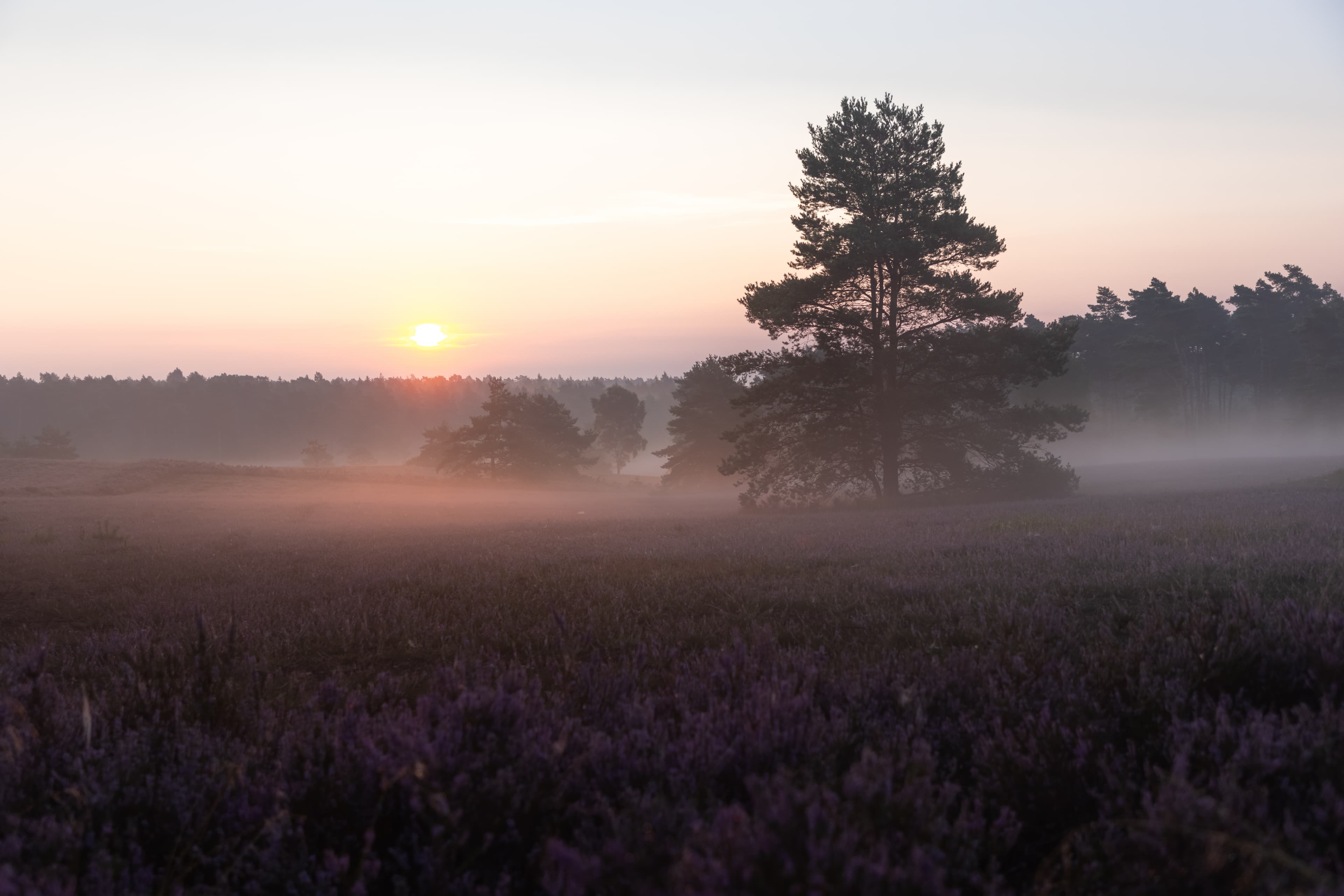 Morgens zum Sonnenaufgang mit Nebel am Brunsberg