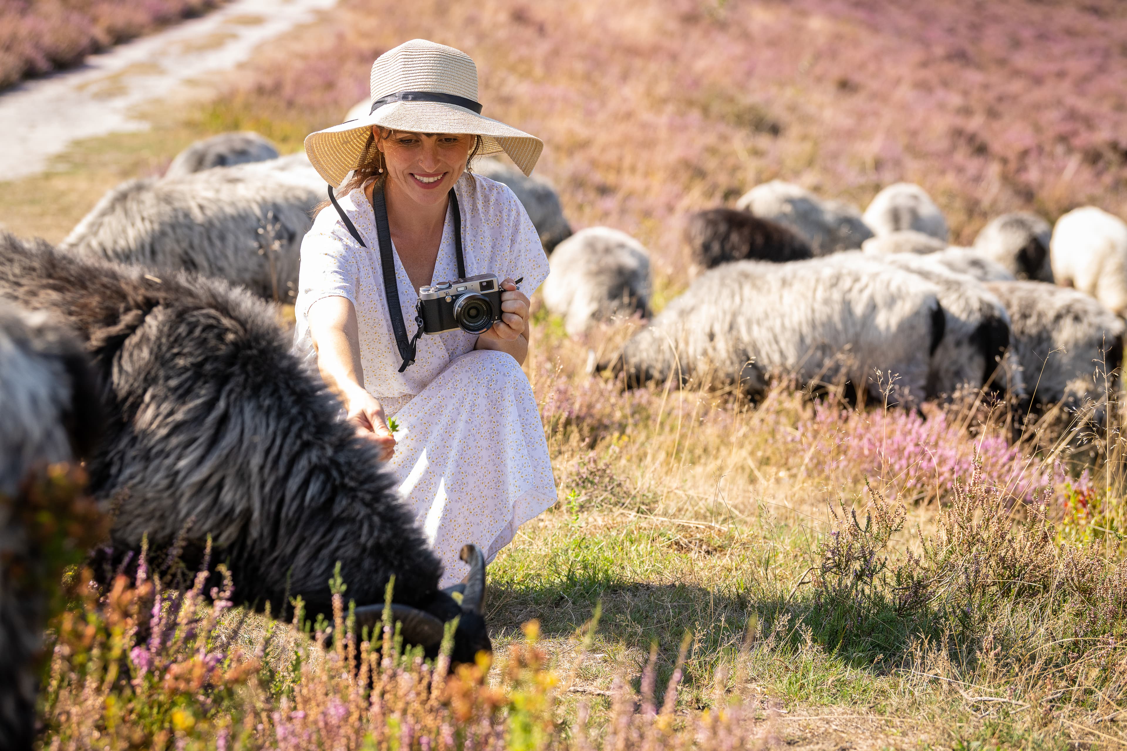 Die Heidschnucken pflegen die Heide am Brunsberg