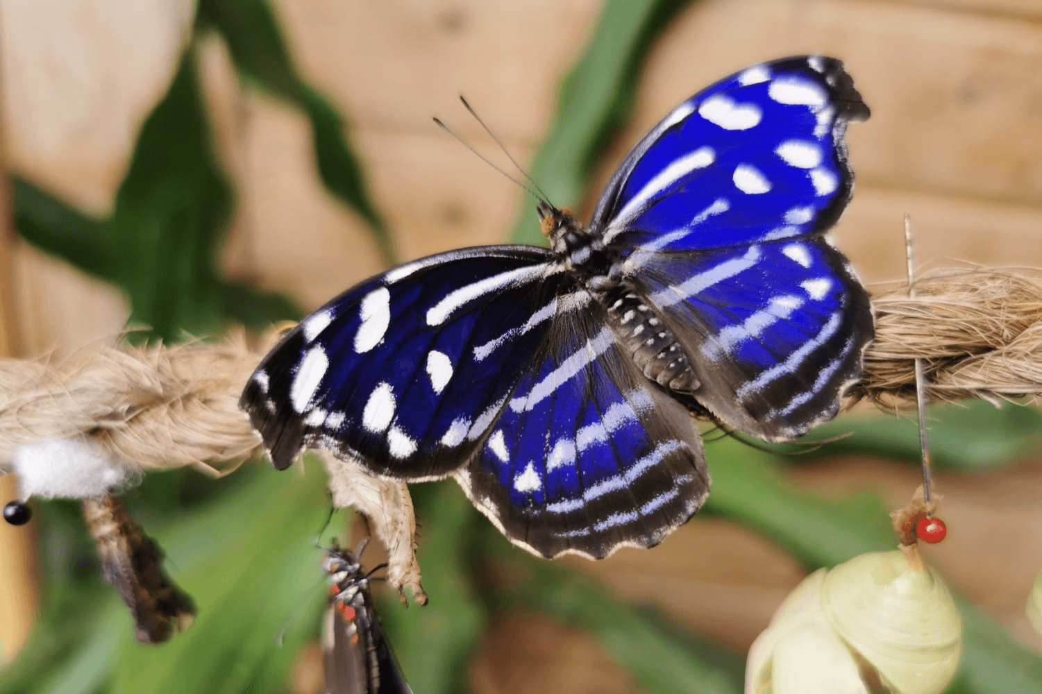 Portugiesischer Eisvogel