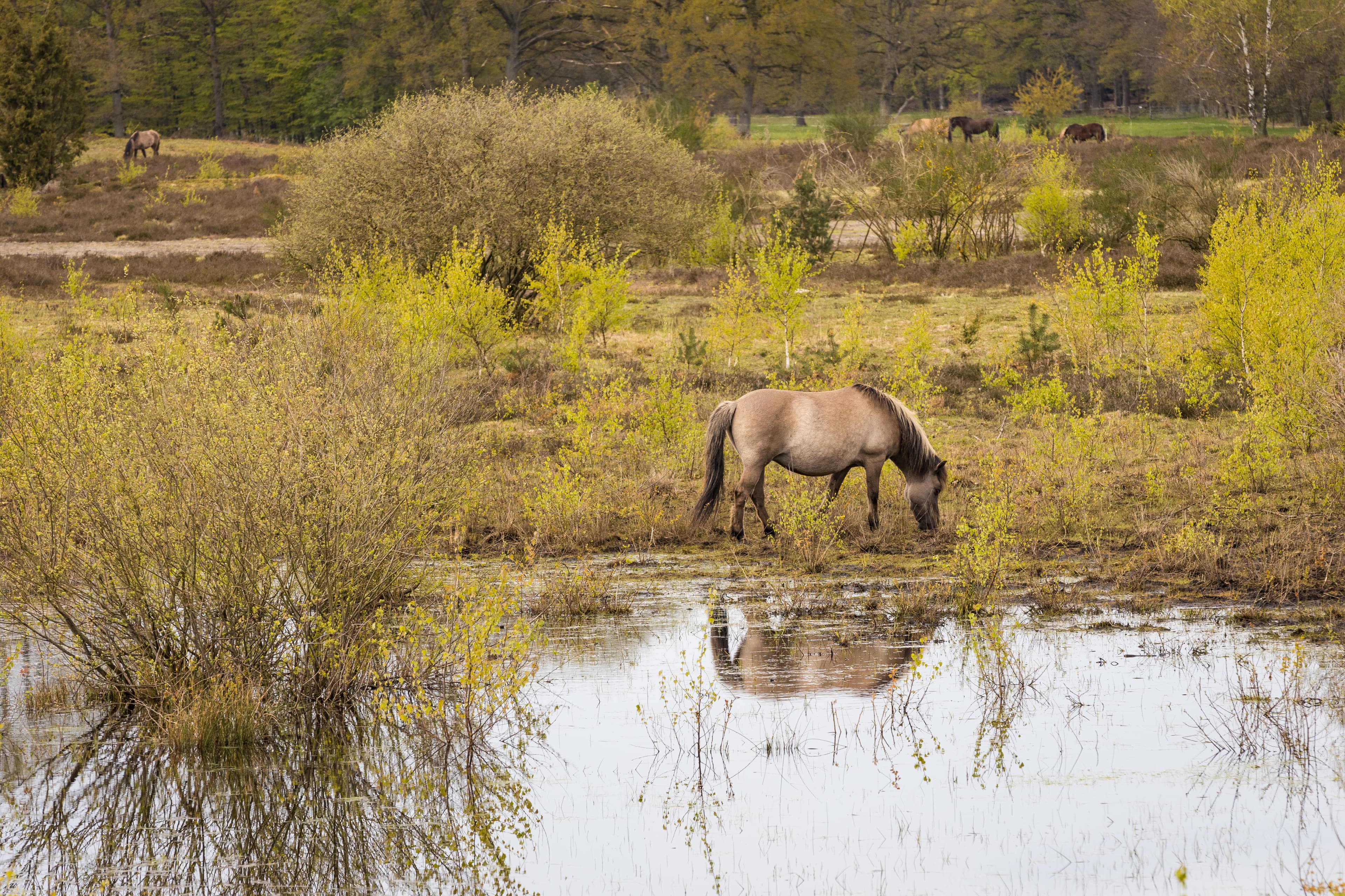 Dülmener Wildpferd trinkt im Naturschutzgebiet Lüneburger Heide