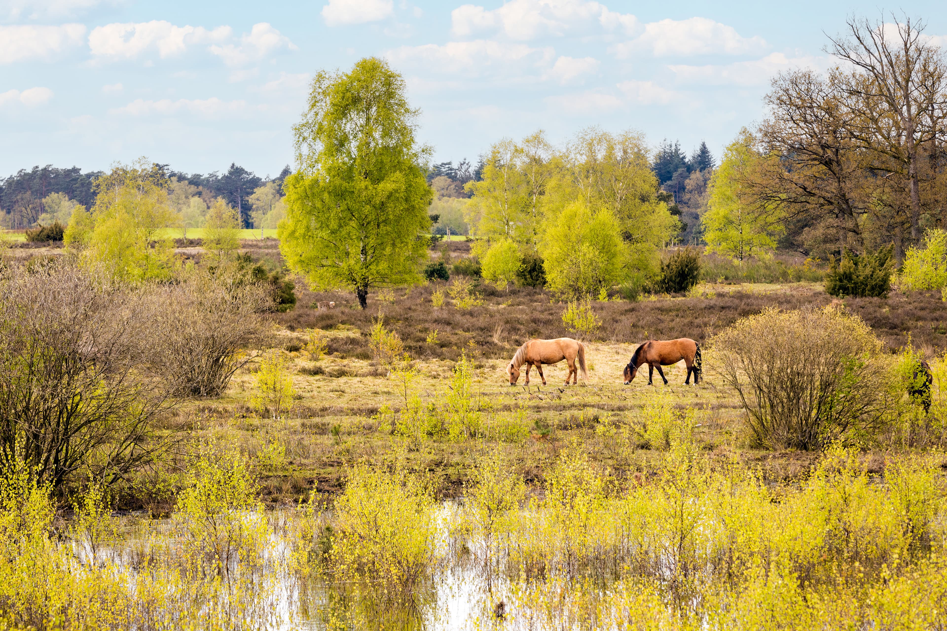 Dülmener Pferde laufen wild durch die Heide