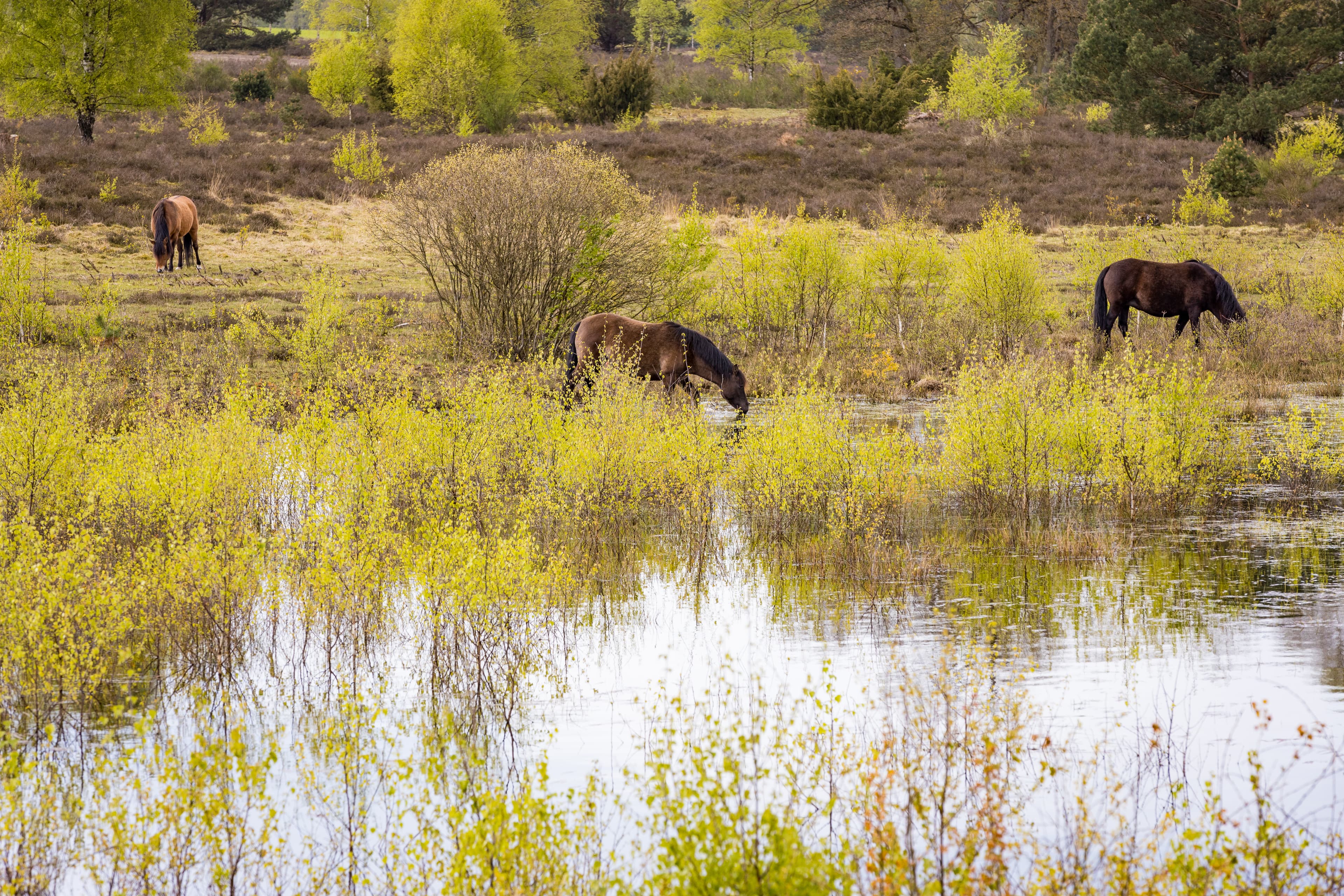Die Dülmener Pferde trinken am See in der Heide