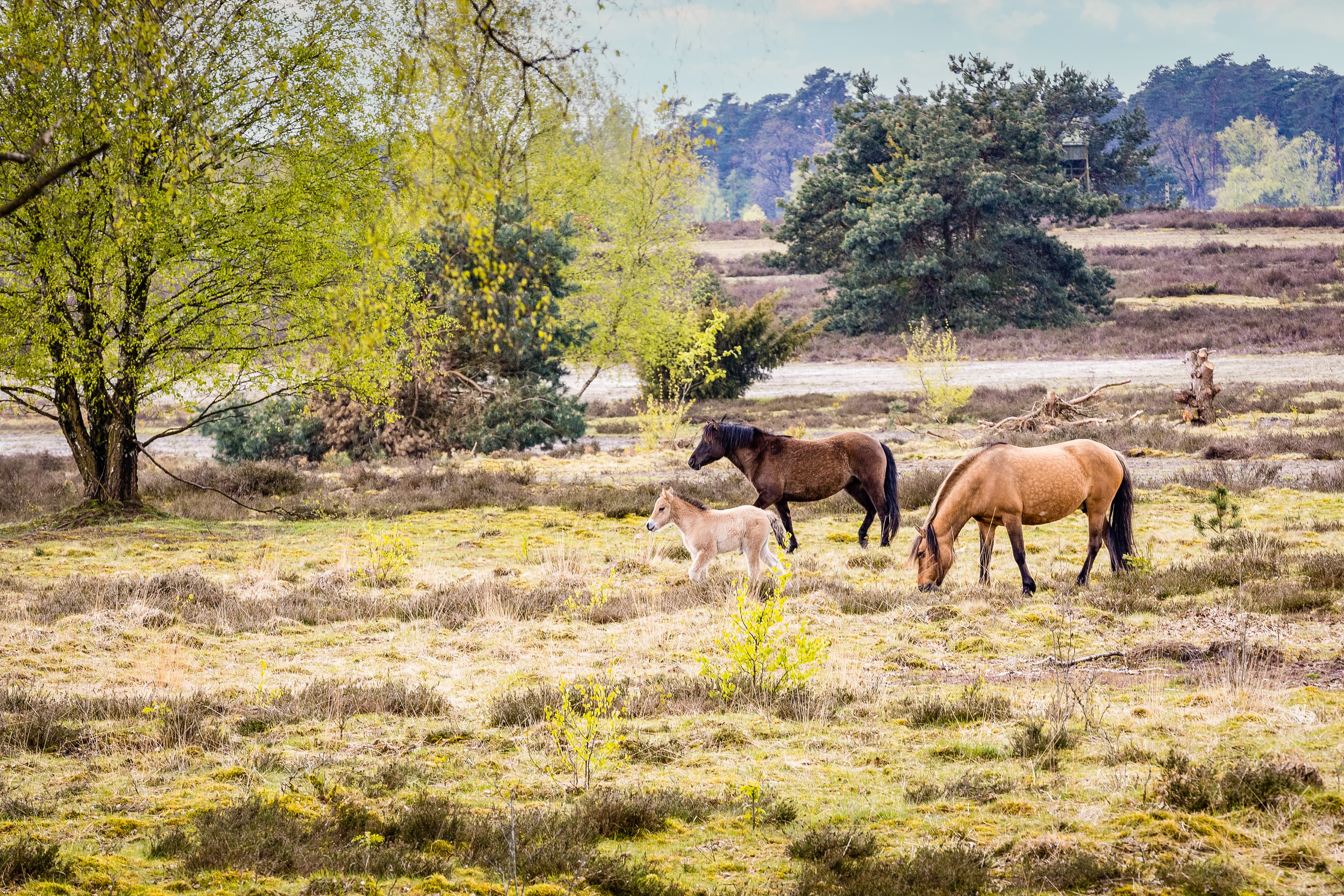 Es gibt ein Fohlen bei den dülmener pferden in der lüneburger heide