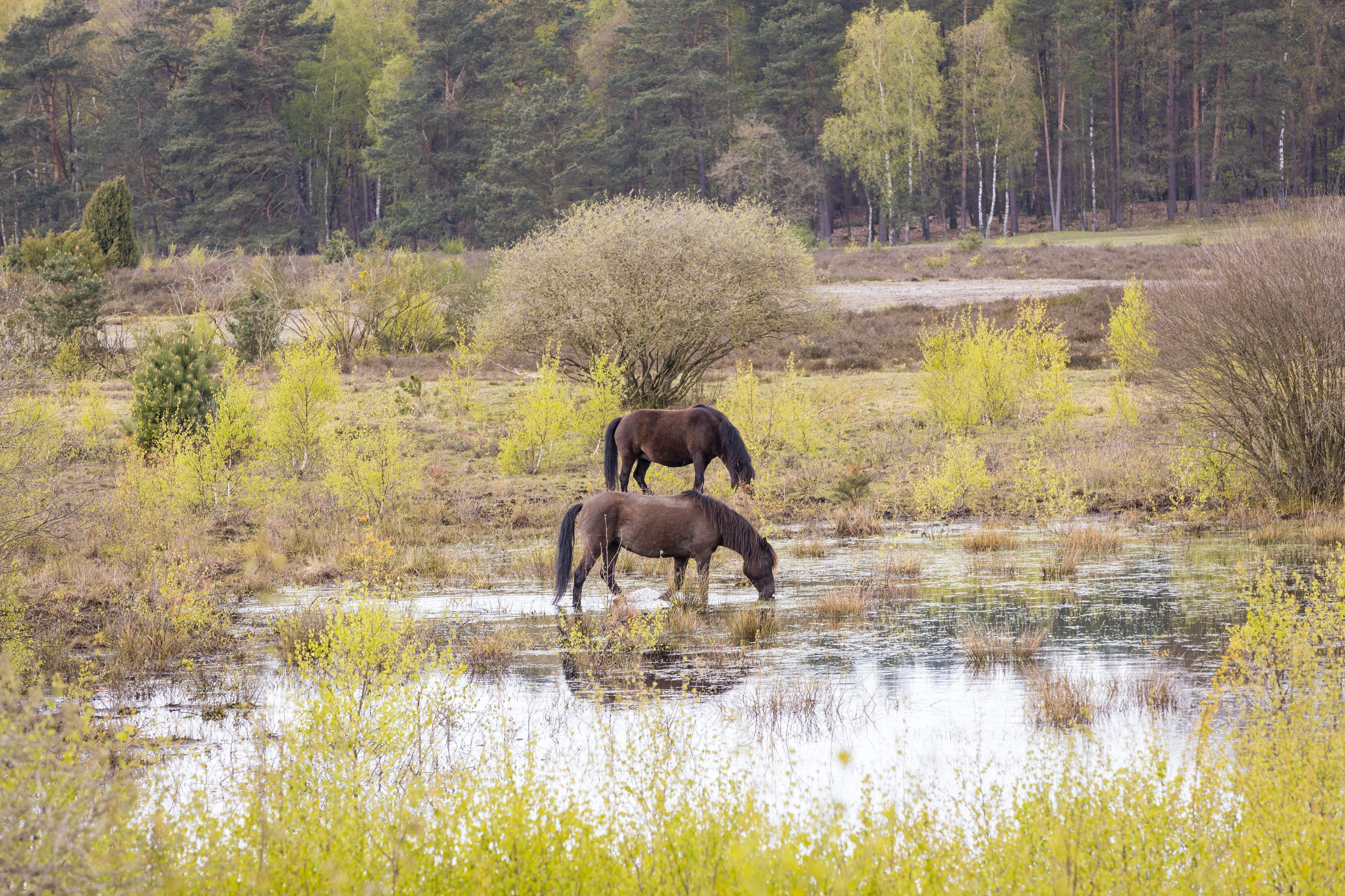 in der lüneburger heide haben die dülmener pferde zwei große reviere