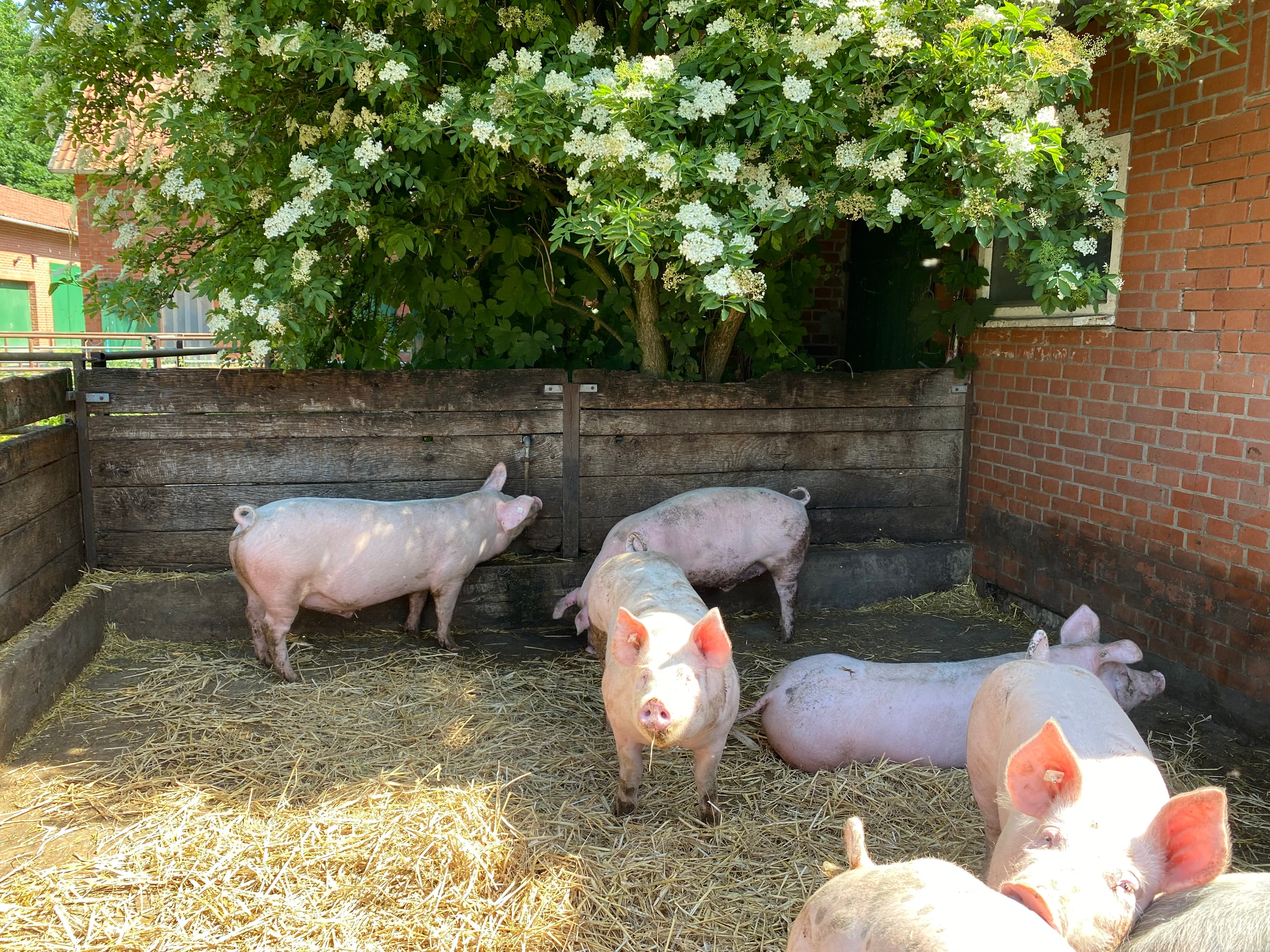 Neuland-Hof Spöring Walsrode Schweine