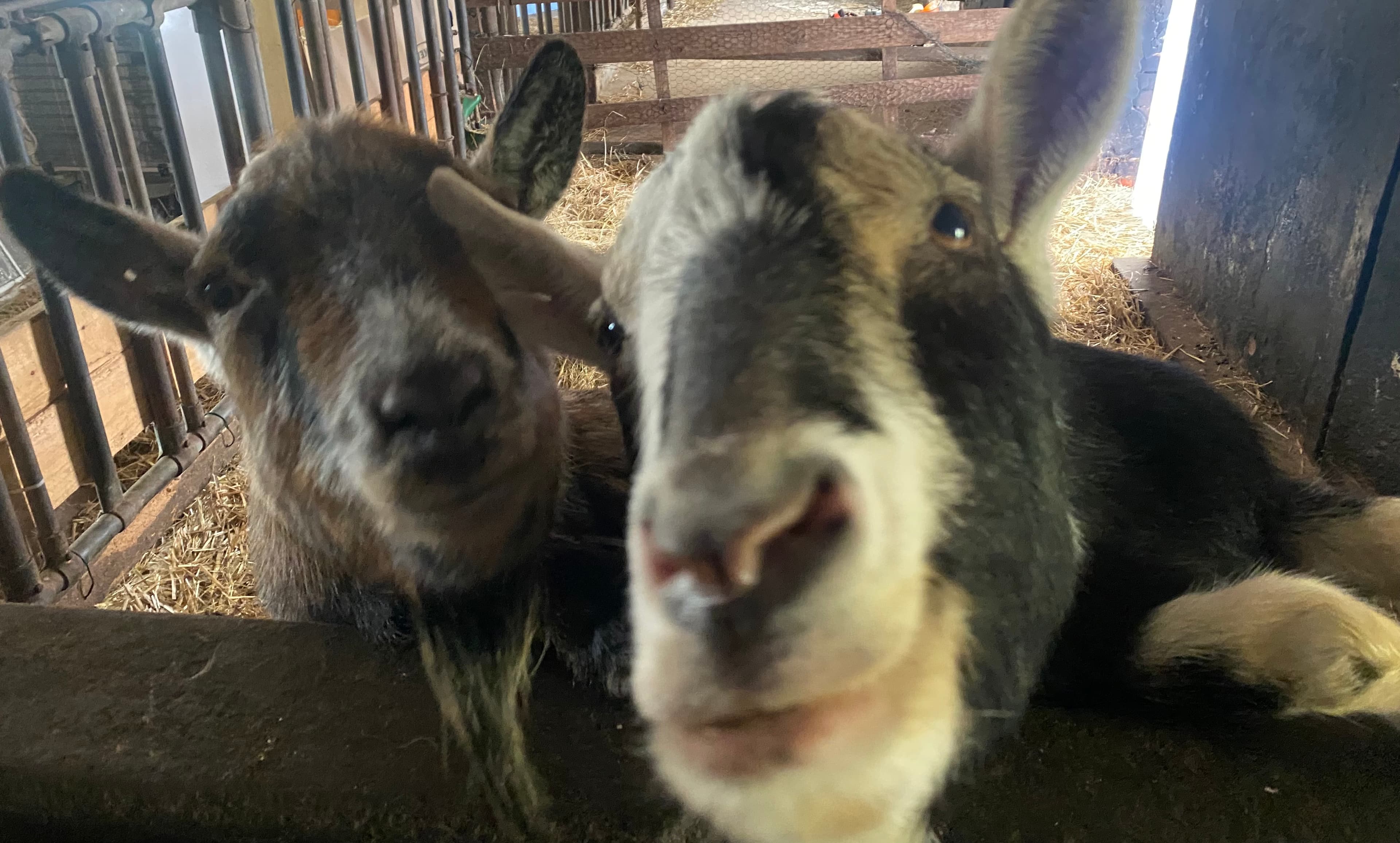 Neuland-Hof Spöring Walsrode Ziegen