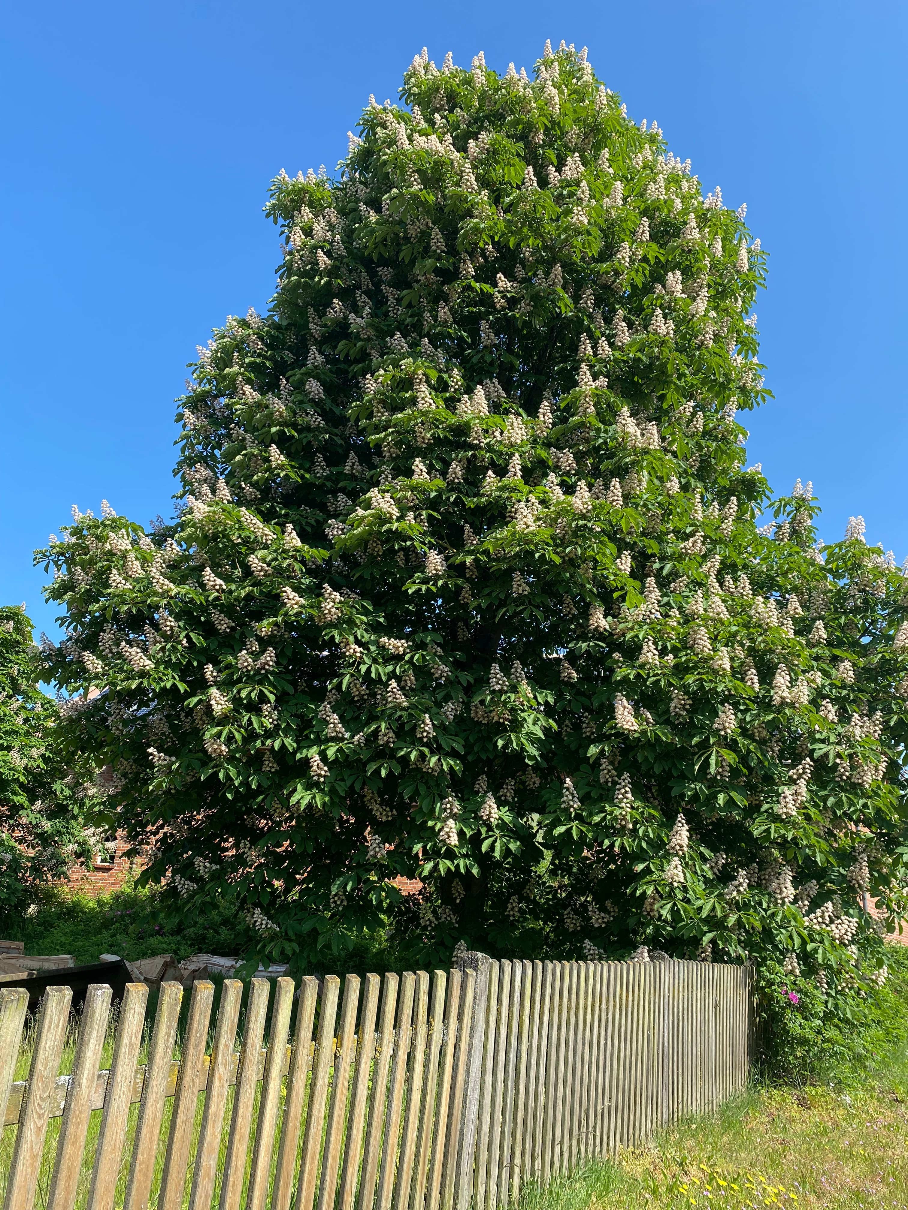 Neuland-Hof Spöring Walsrode Baum