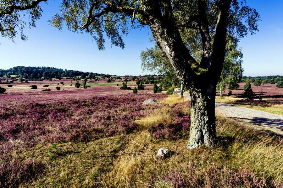 Die Oberhaverbecker Heide liegt auf dem Weg nach Wilsede
