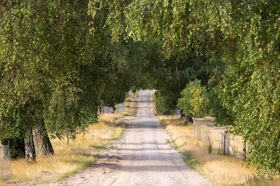 Die Strasse von Oberhaverbeck nach Wilsede