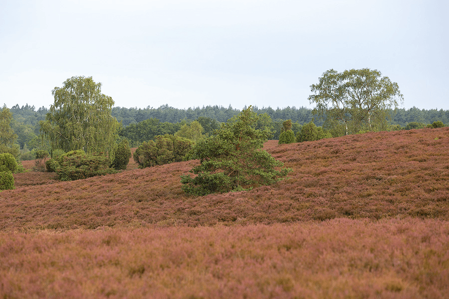 Die Heidefläche Oberhaverbecker Heide ist etwas hügelig