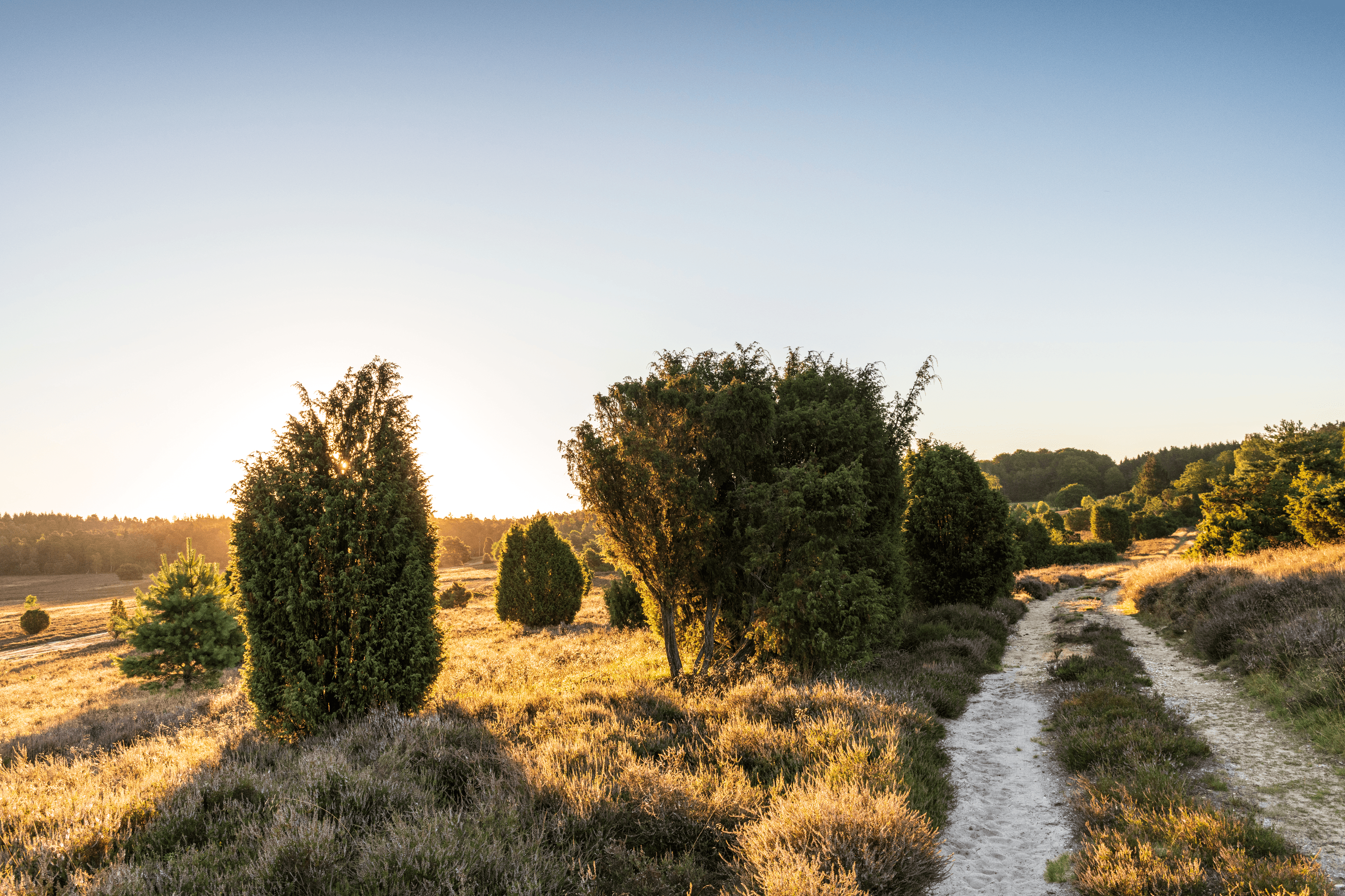 Die Oberhaverbecker Heide ist die erste Heidefläche auf dem Weg von Oberhaverbeck nach WilsedeThe Oberhaverbeck Heath is the first heathland on the way from Oberhaverbeck to WilsedeOberhaverbeck Heath er det første hedeområde på ruten fra Oberhaverbeck til Wilsede.De Oberhaverbeck Heide is het eerste heidegebied op de route van Oberhaverbeck naar Wilsede.