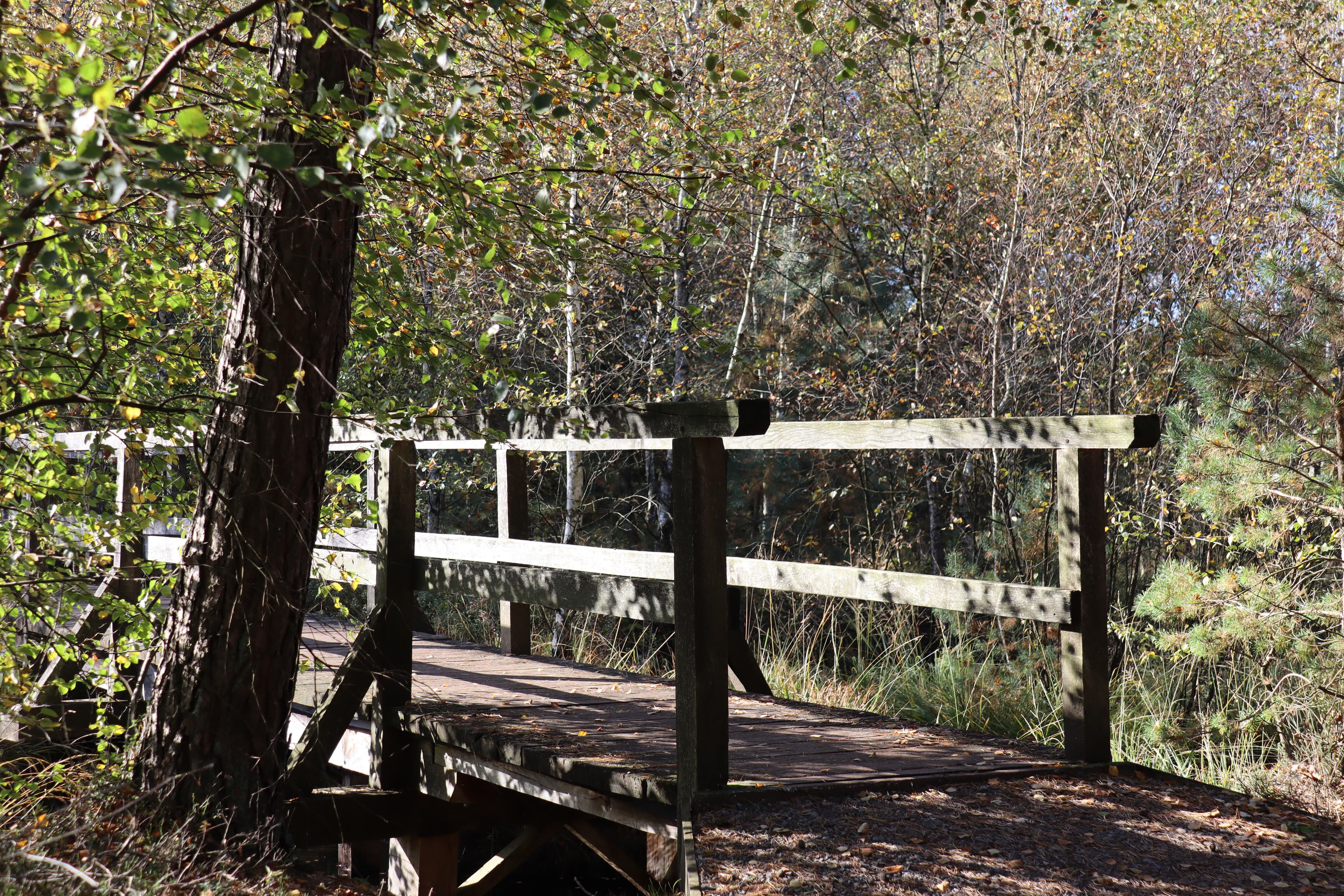 Brücke am Grundlosen See in Walsrode