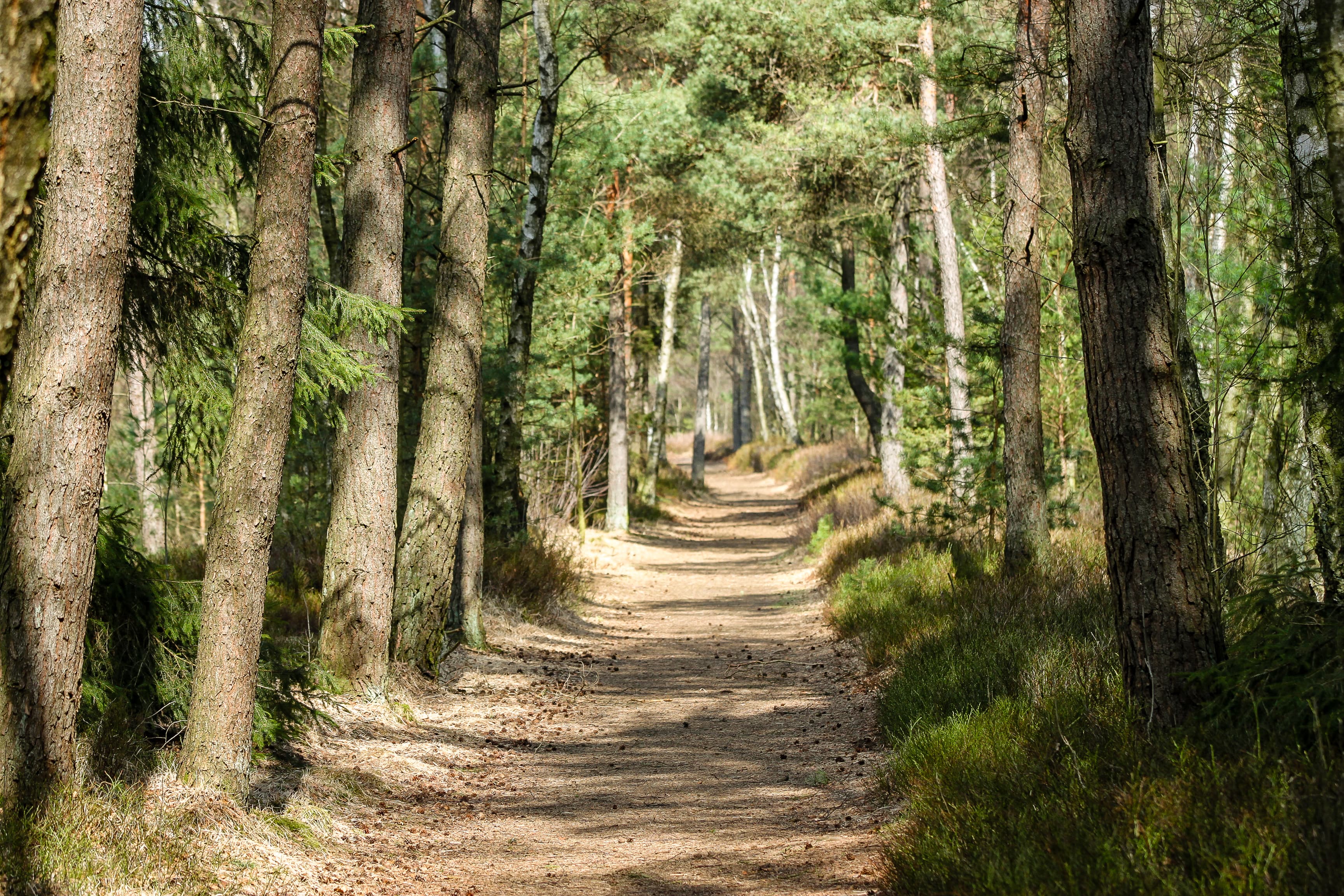 Wanderweg am Grundlosen See Walsrode