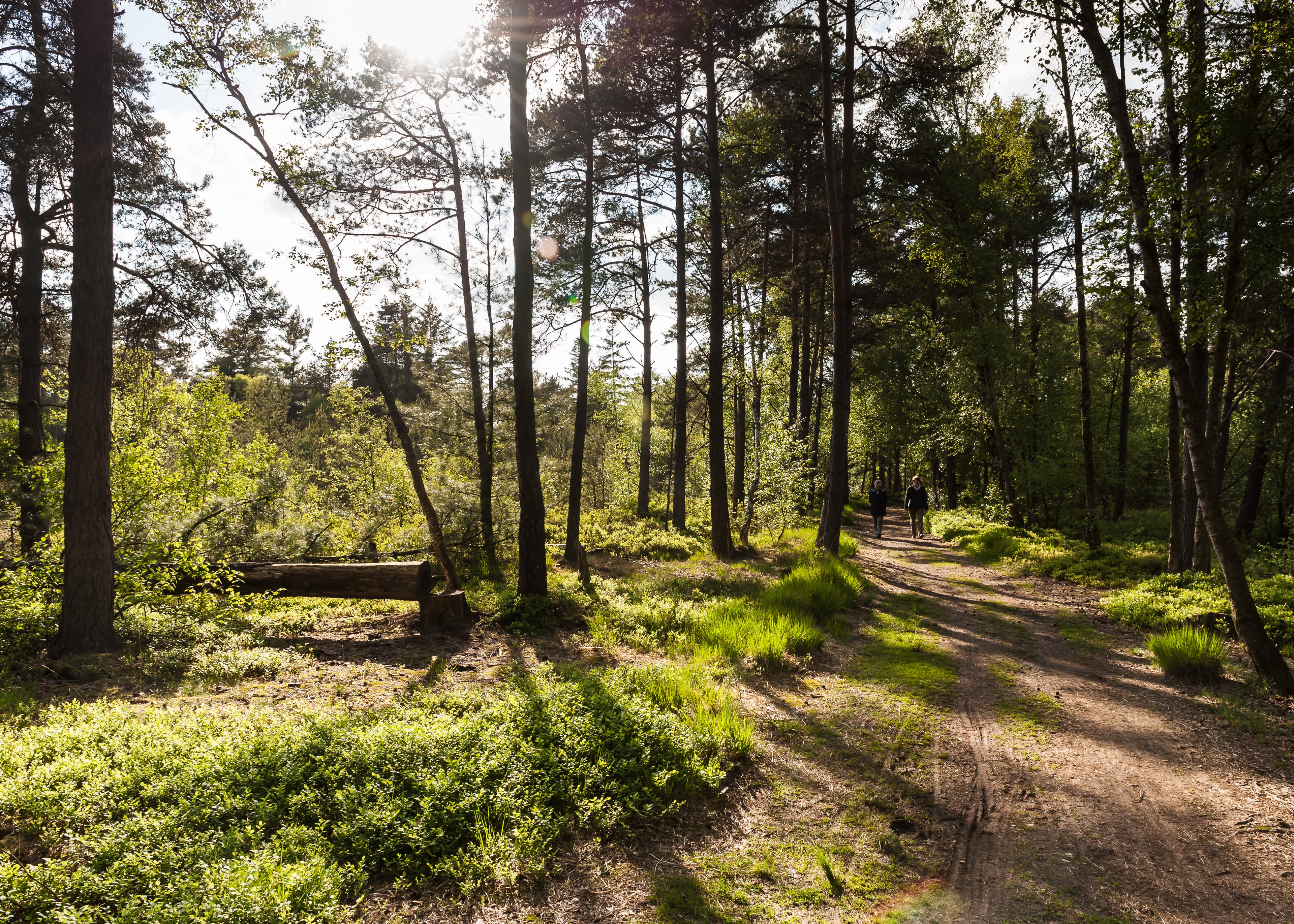 Wanderweg am Grundlosen See Walsrode