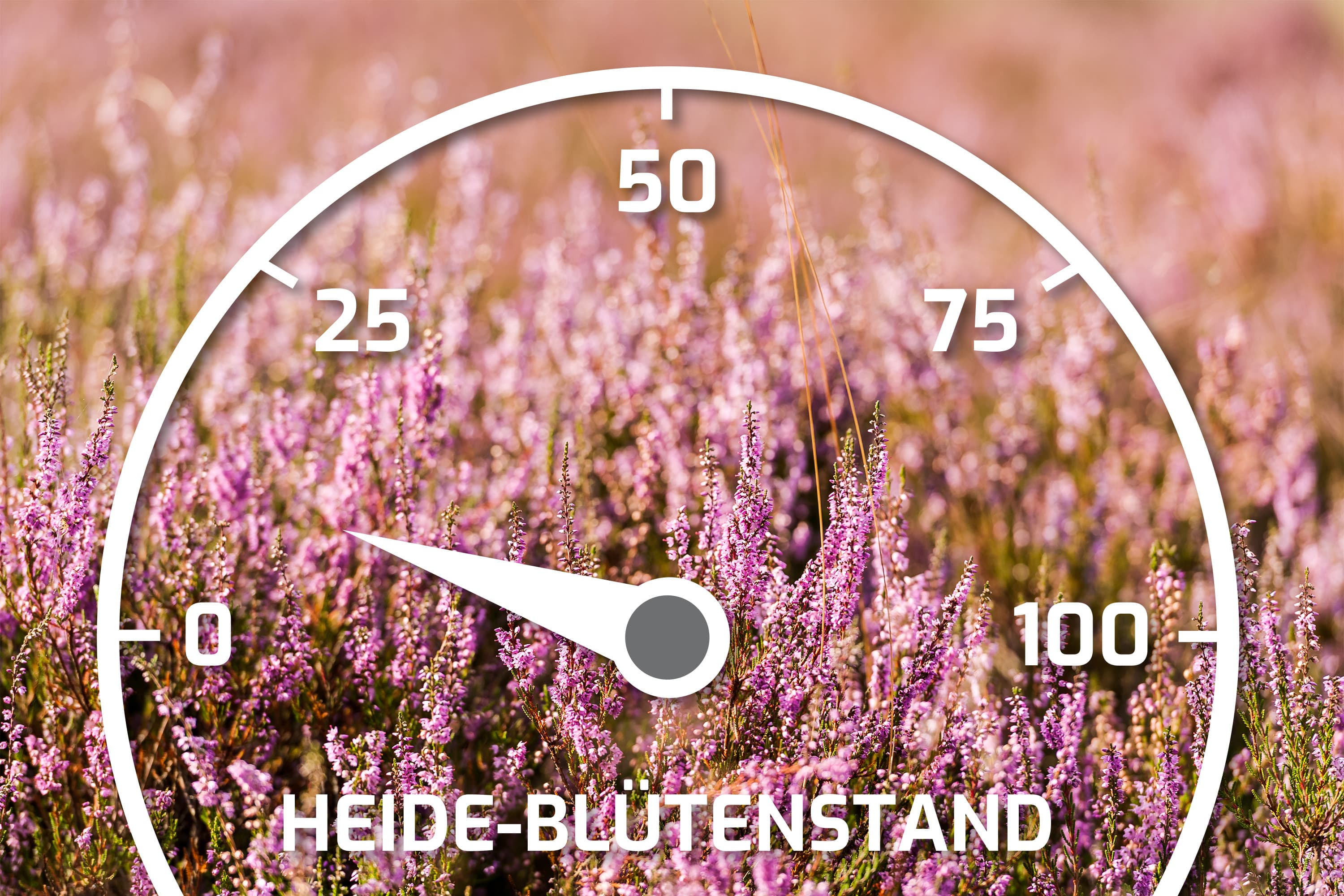 Heideblütenbarometer mit dem Stand 10%