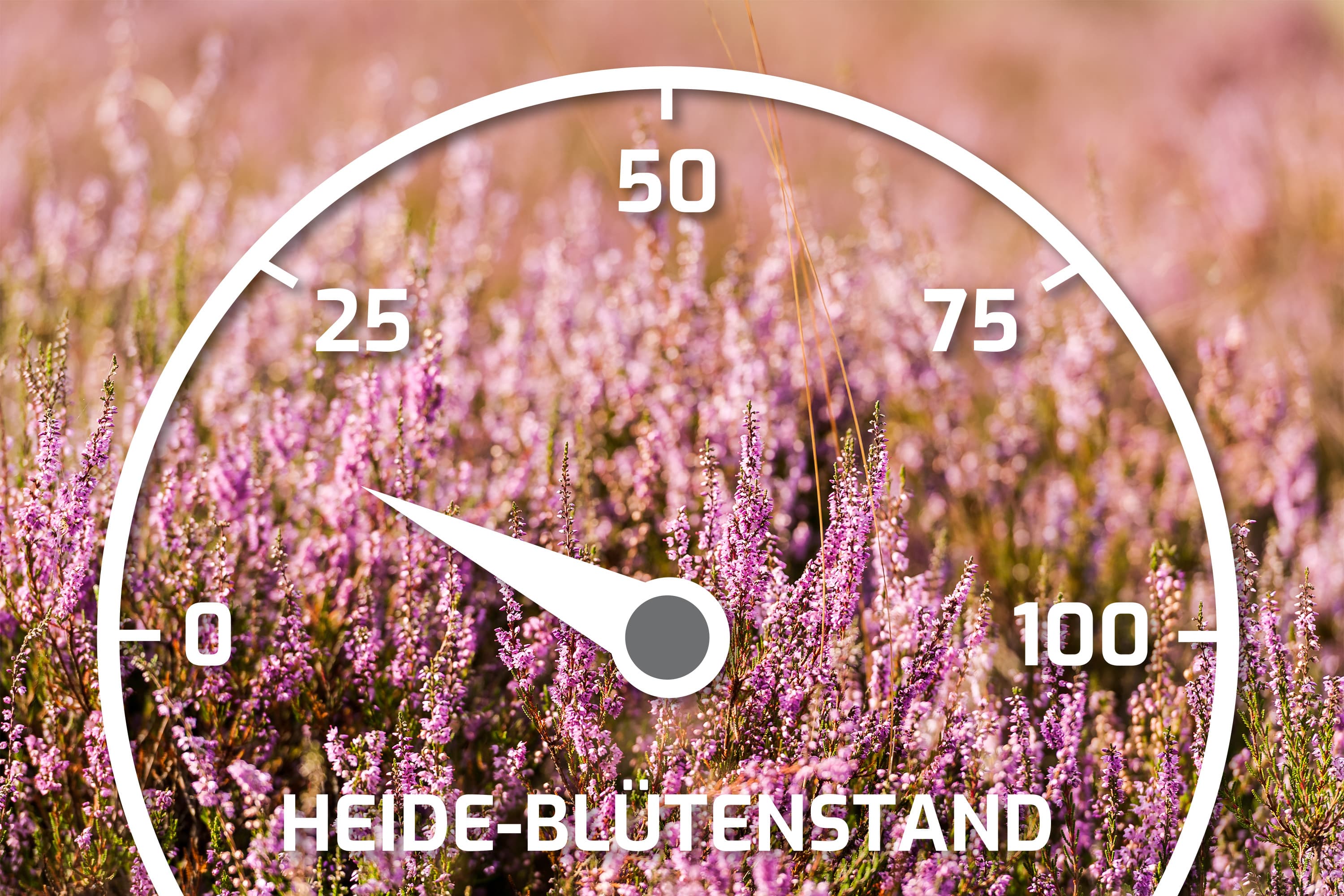 Heideblütenbarometer mit dem Stand 15%