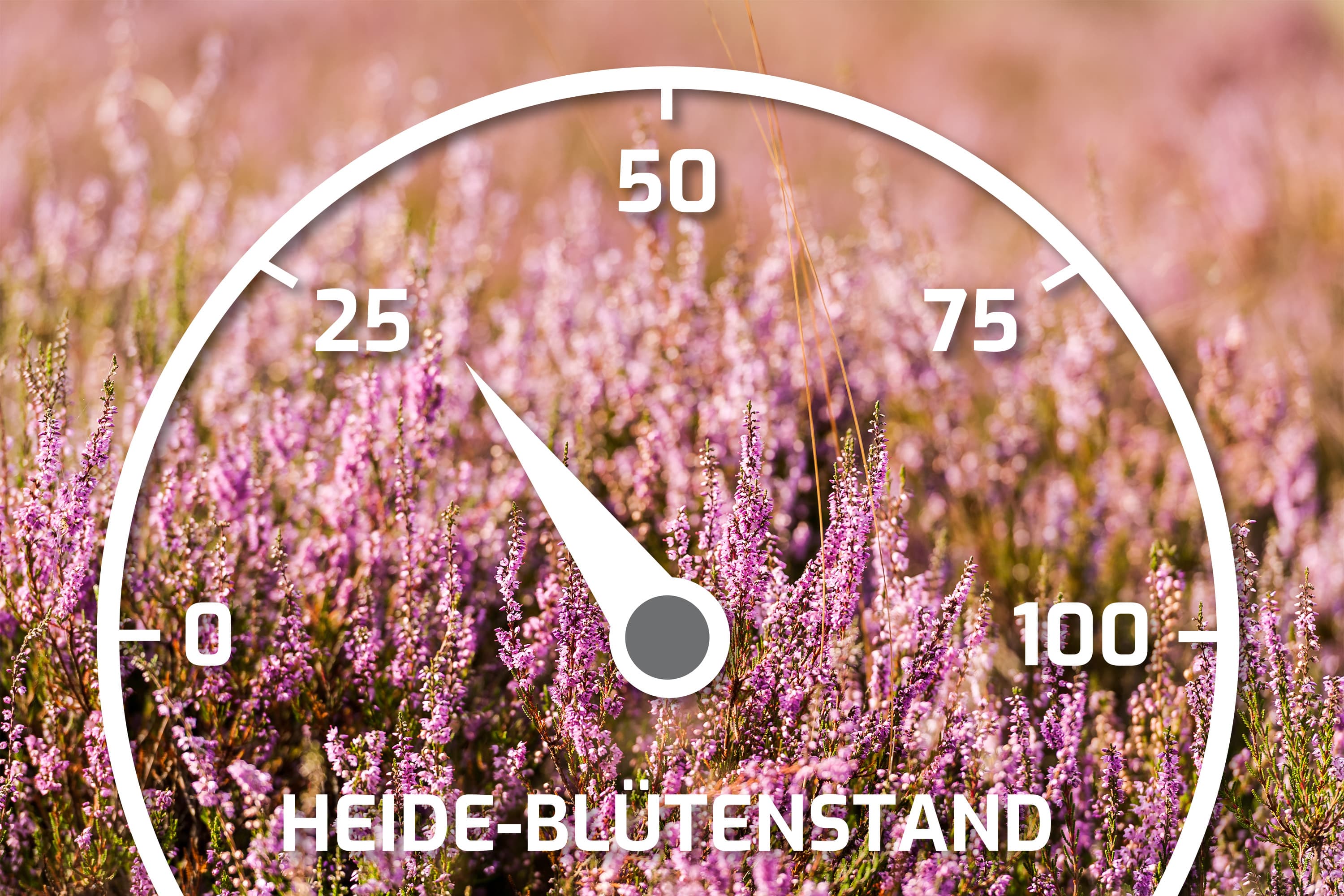 Heideblütenbarometer mit dem Stand 30%