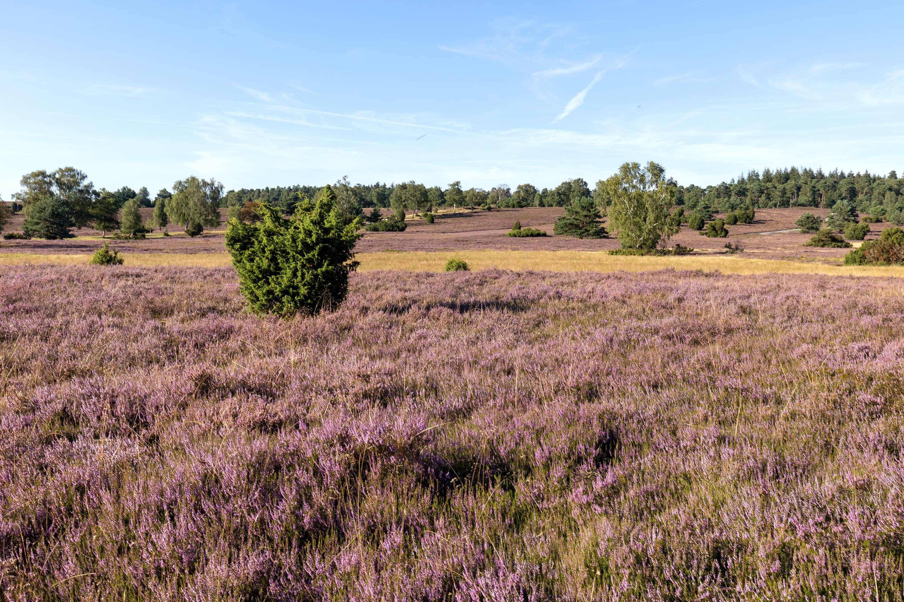 eine blühende heidefläche mit wacholdern