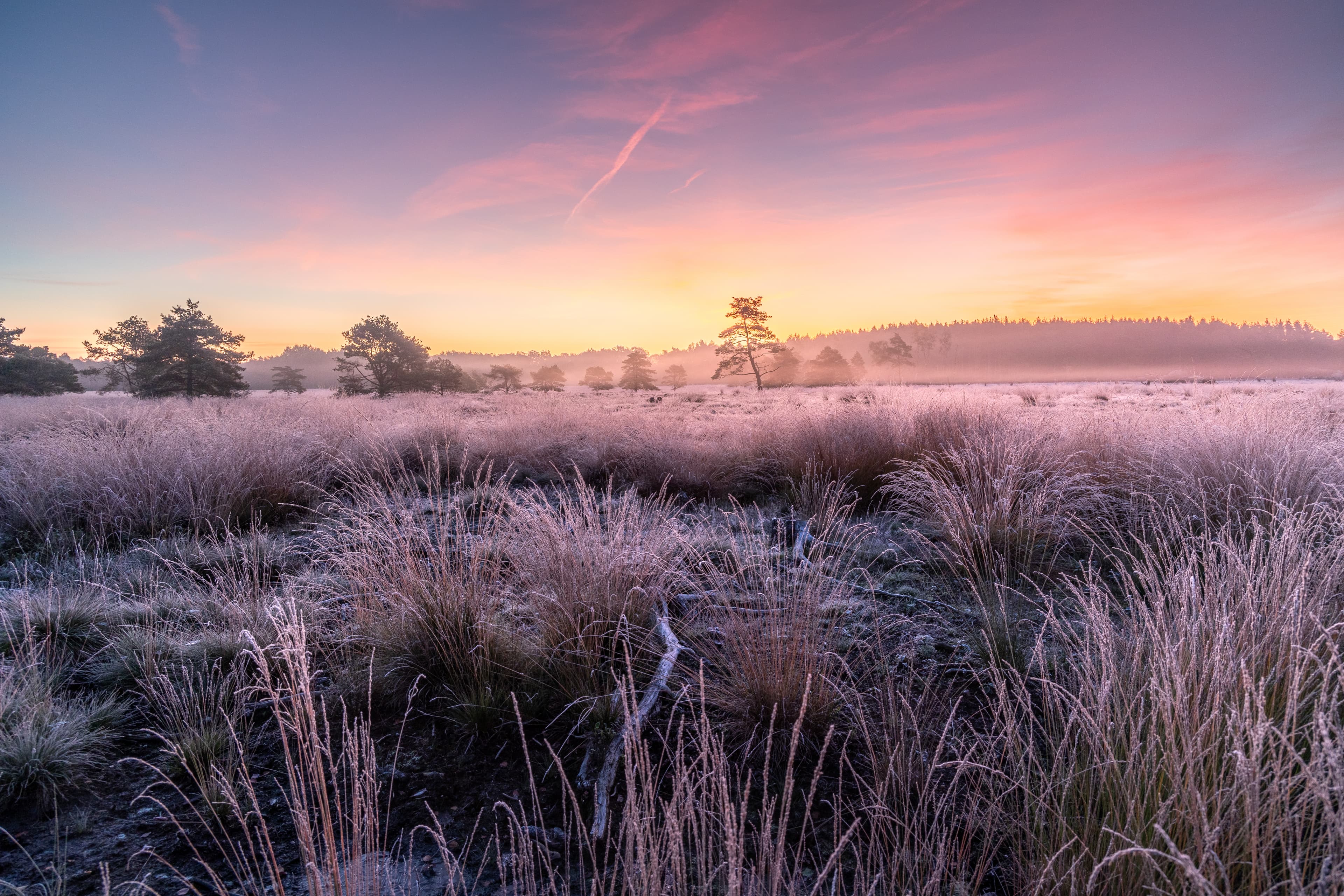 Frost im morgendlichen Pietzmoor Schneverdingen in der Lüneburger Heide
