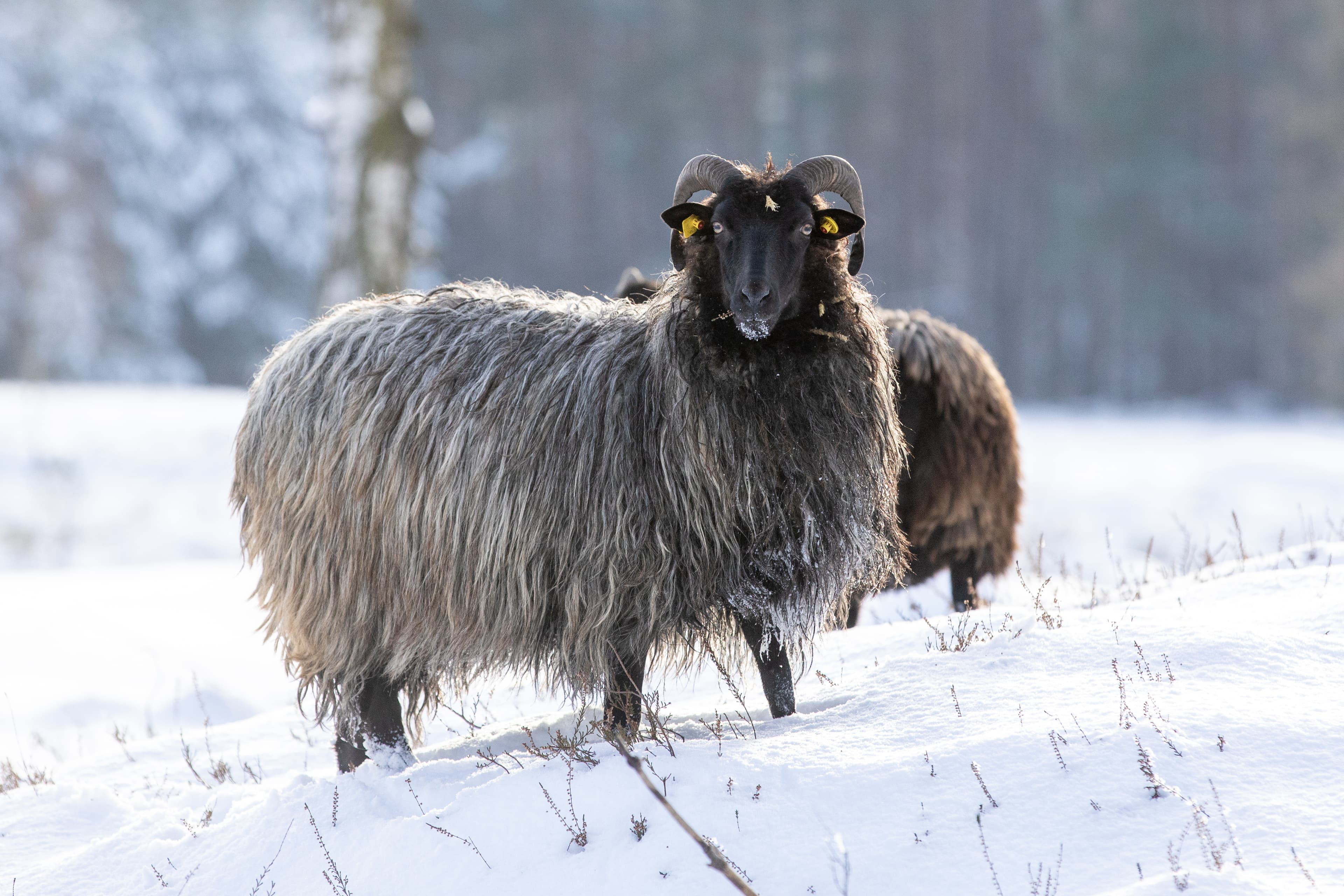 Neugierige Schnucke im Schnee in der Oberoher Heide