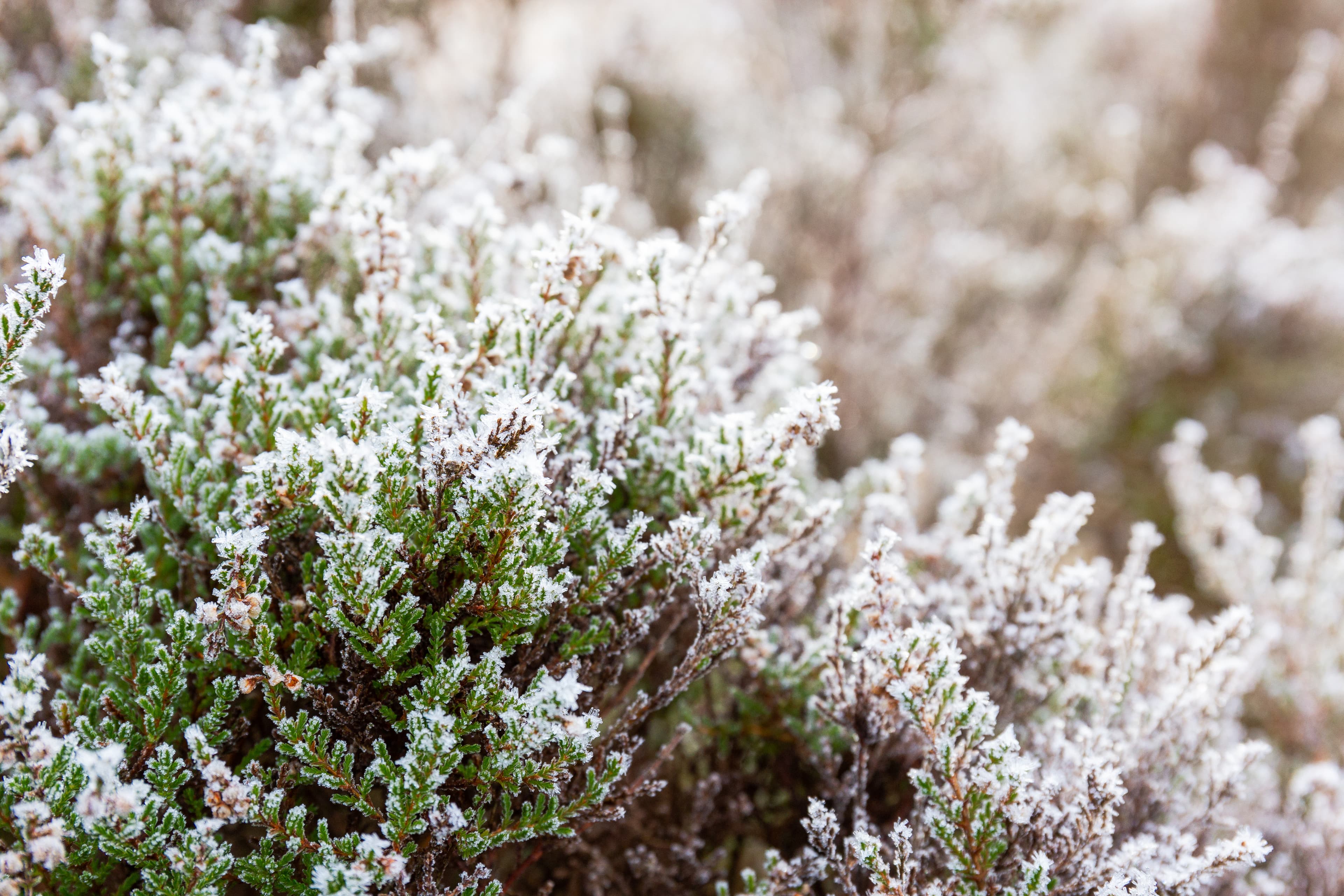 Frost in der Heide Winter Lüneburger Heide