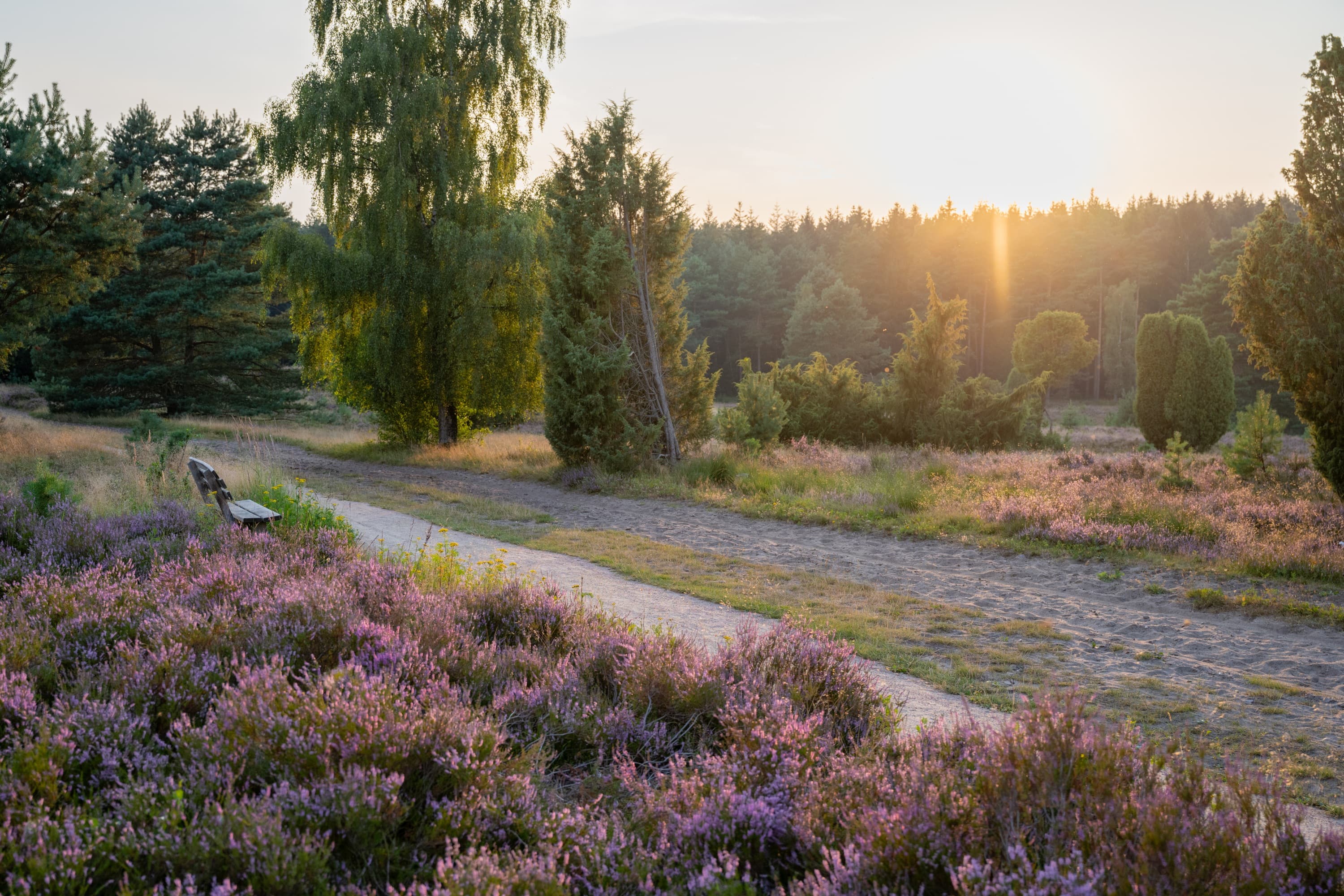 Ein Sonnenaufgang in der Sudermühler Heide während der Heideblüte
