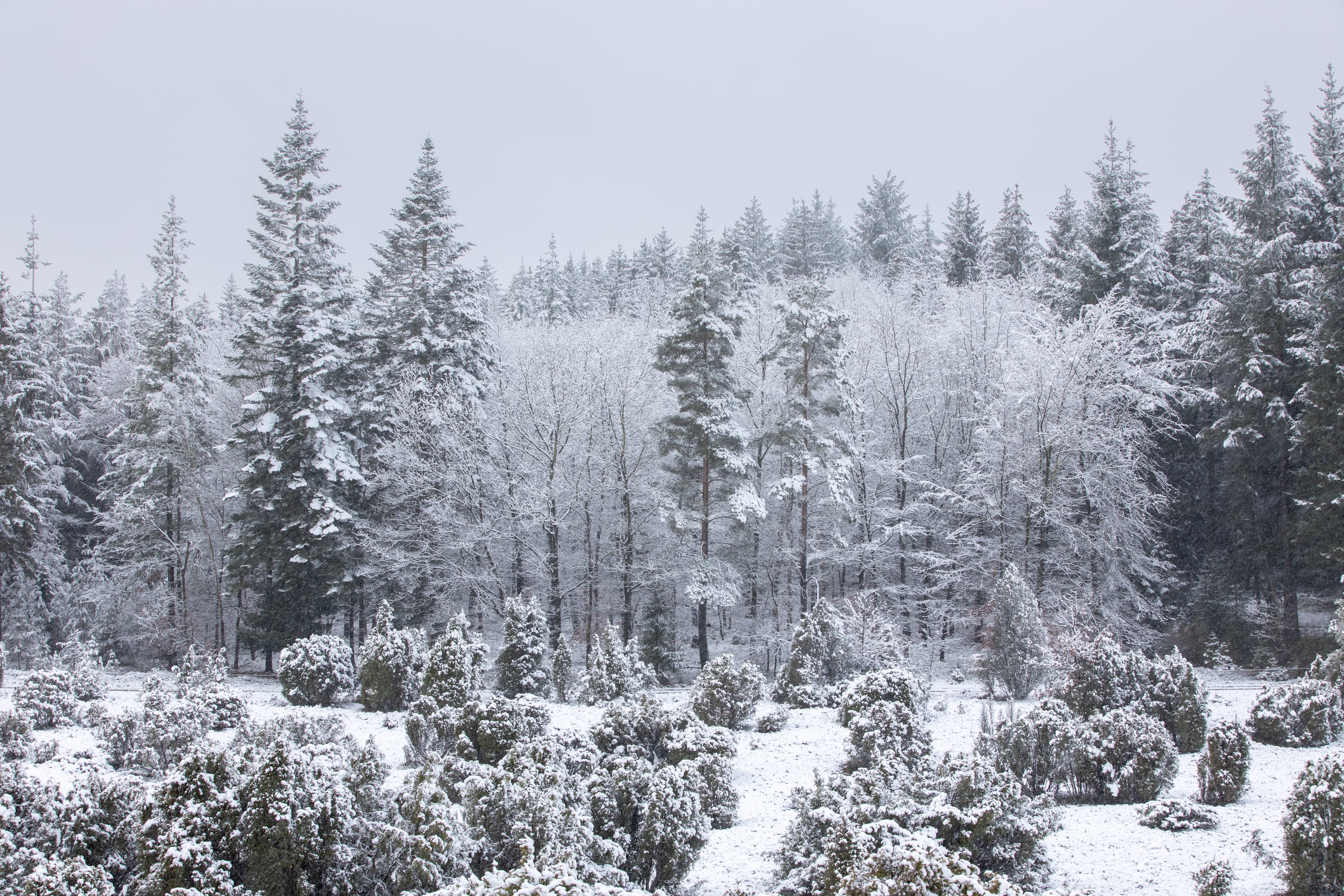 Ellerndorfer Wacholderheide im Schnee in der Lüneburger Heide
