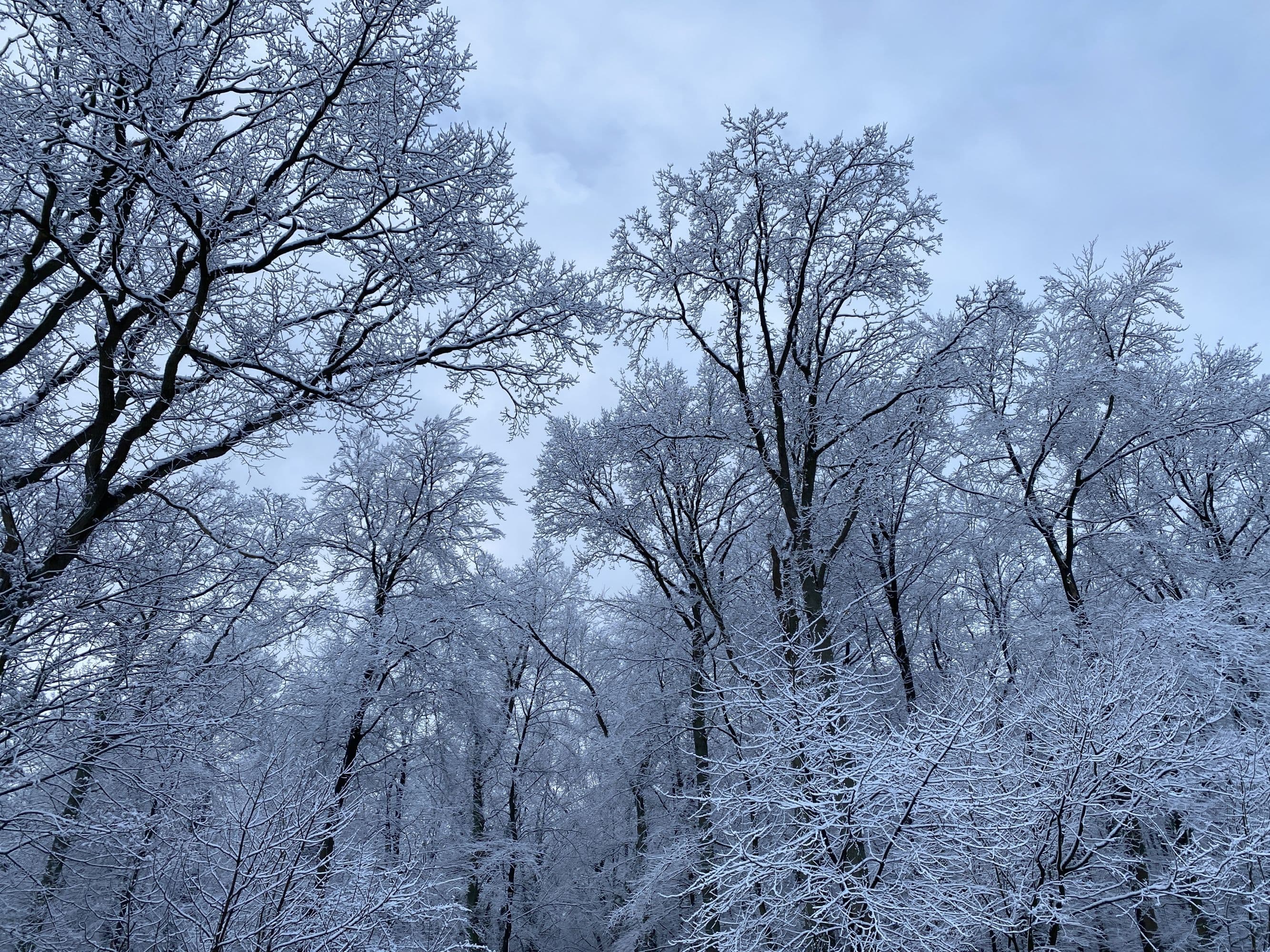 Winter in der Lüneburger Heide, Schnee, Wald