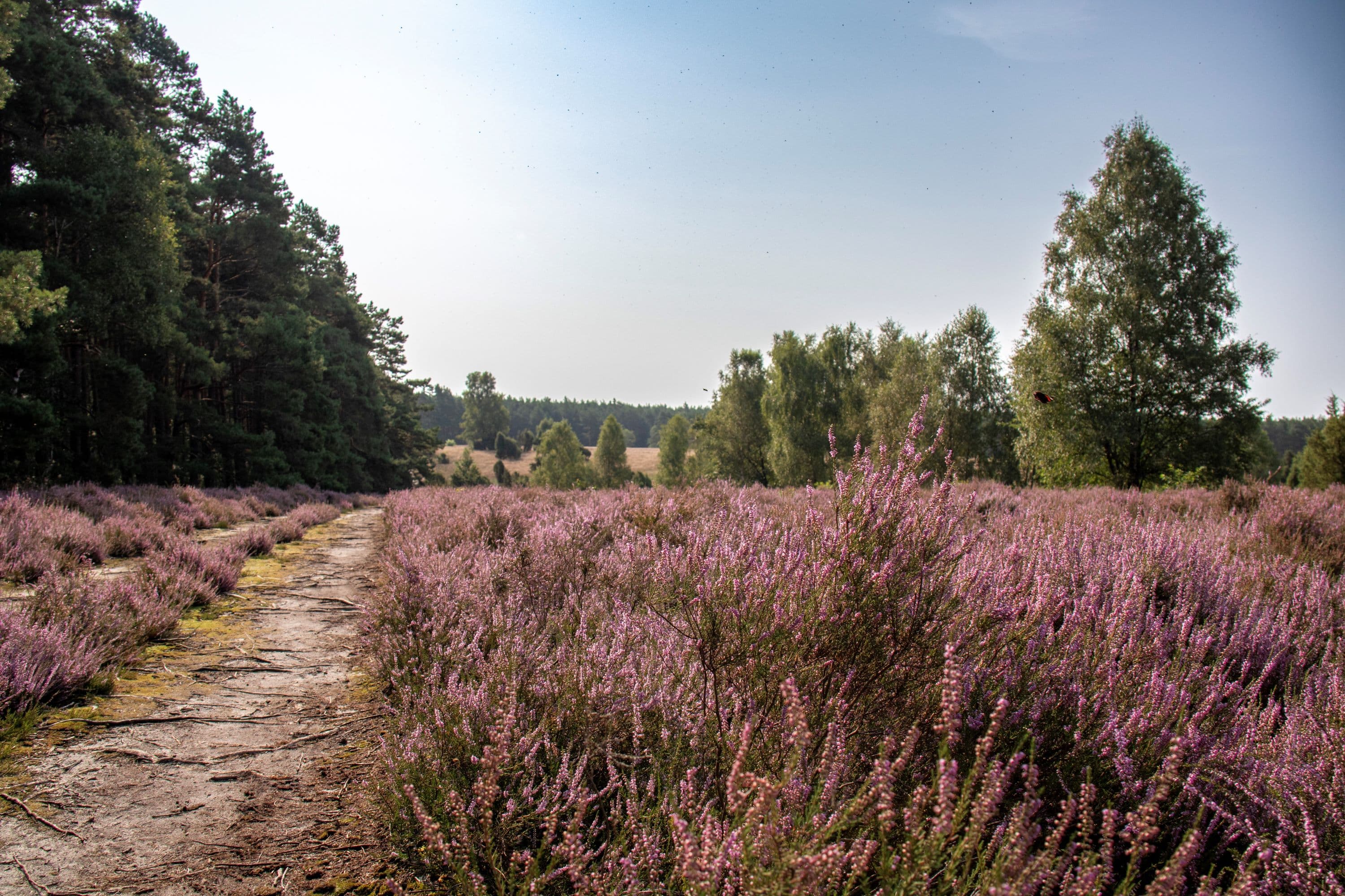 Weitblick an der Heidefläche Schillohsberg