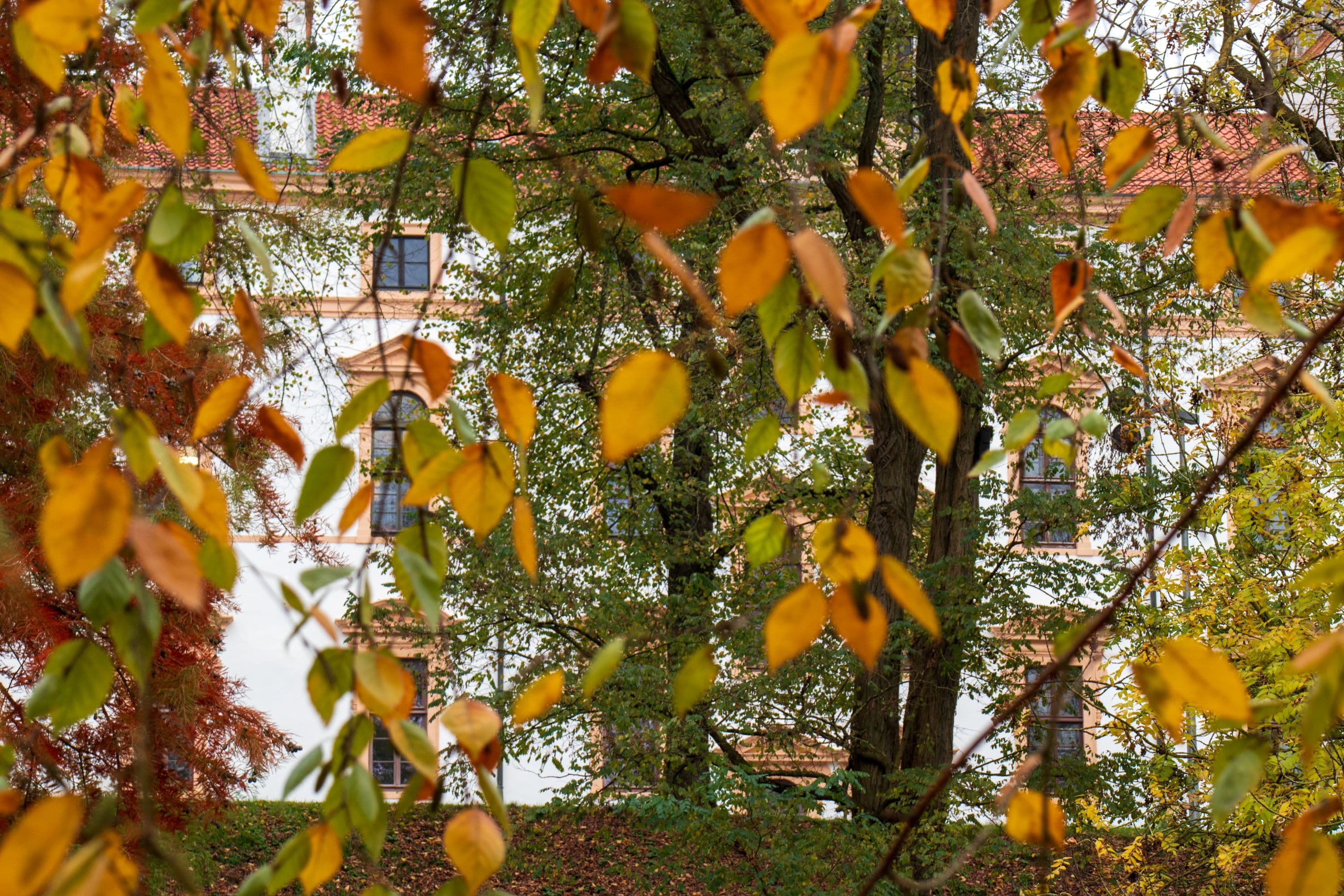 Herbstlicher Blick auf das Celler Schloss vom Schlosspark aus