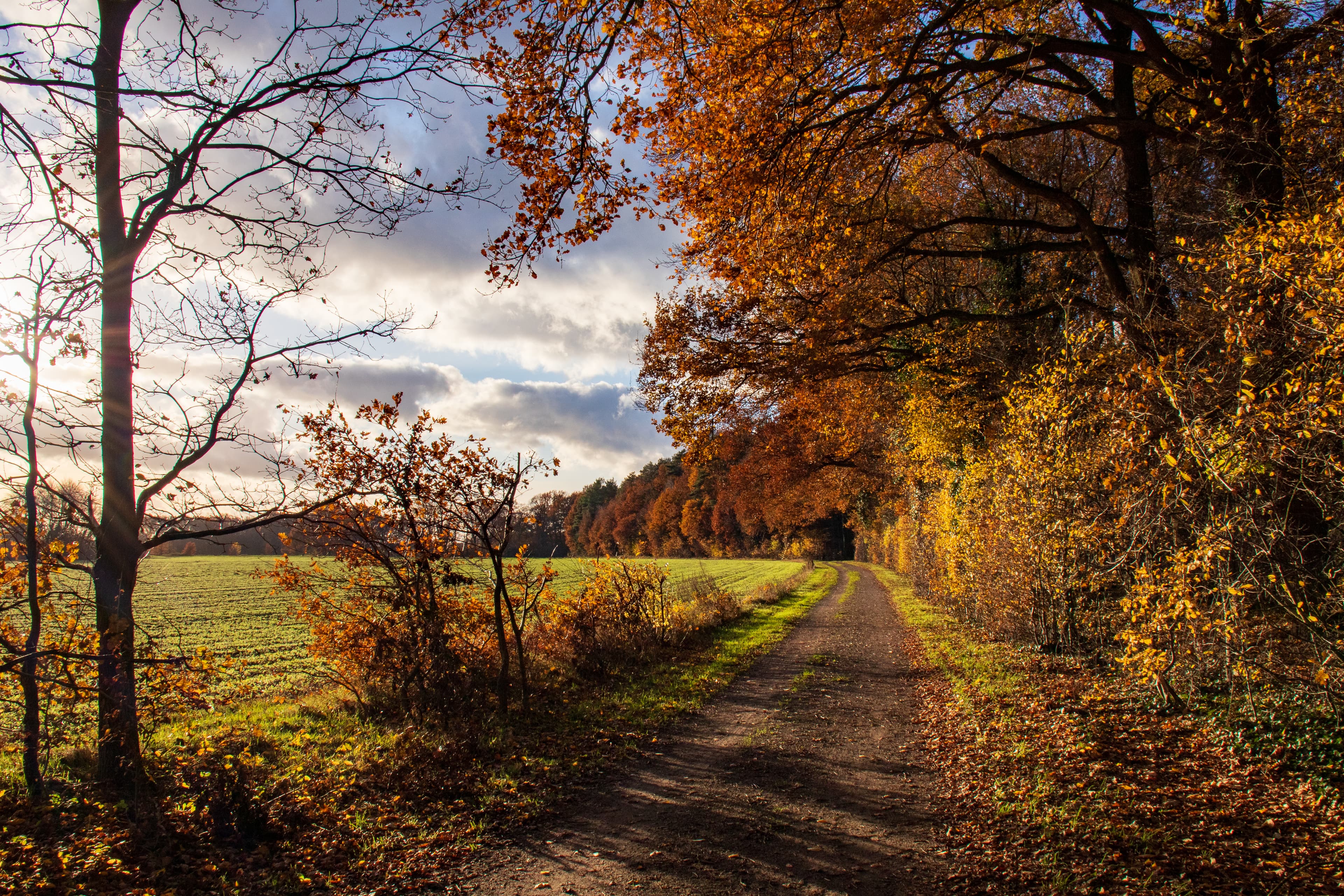Hornbosteler Hutweide