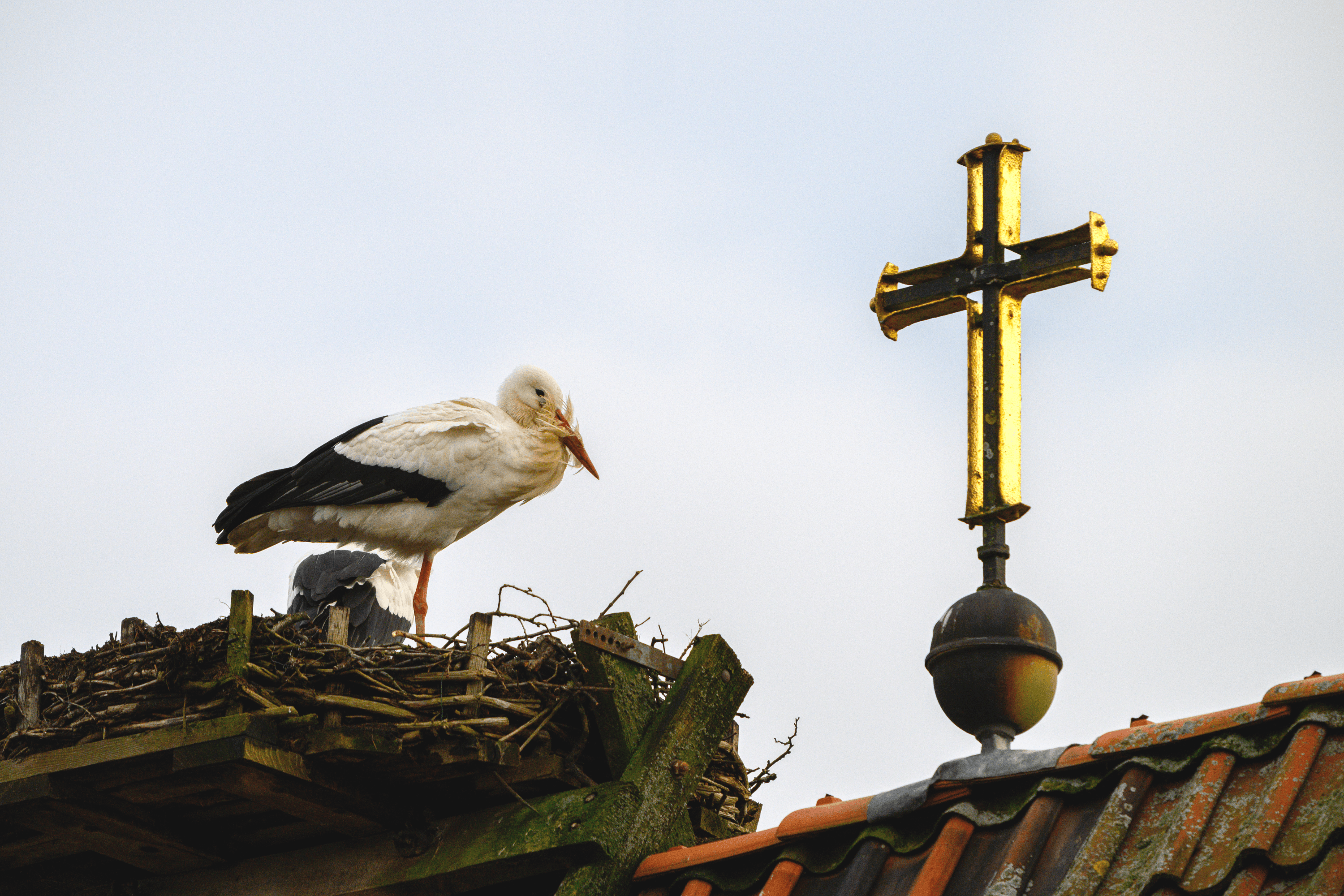 Störche kehren aus den winter quartieren zurück in die heide