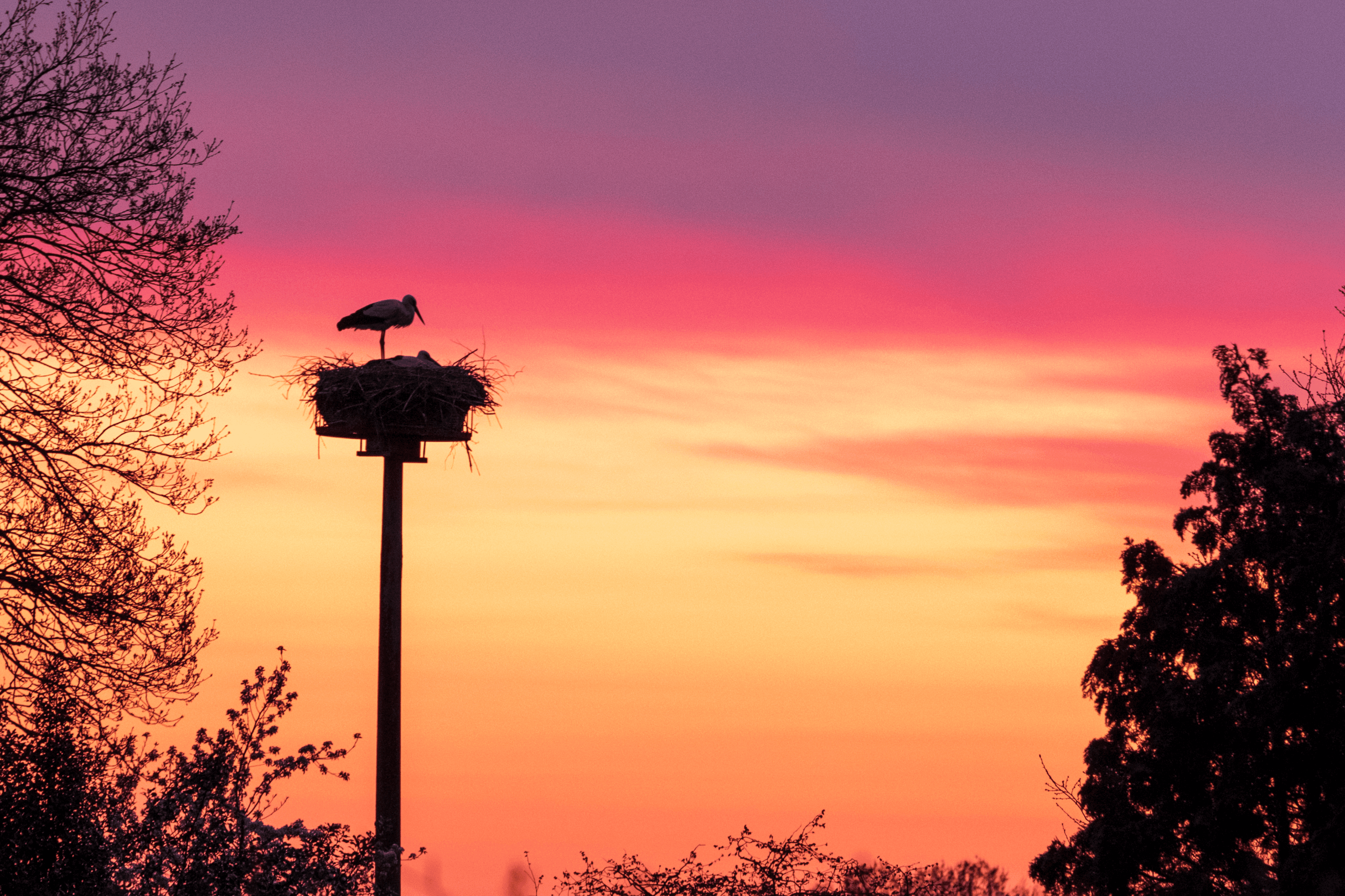 Rund um Hodenhagen gibt es viele Storchennester