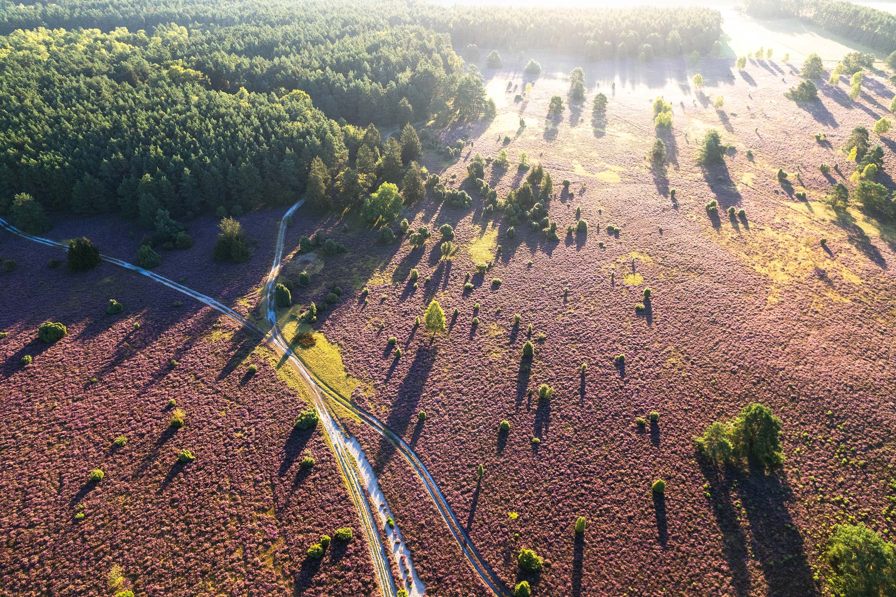 Luftaufnahme der HEidefläche am Hausselberg zur Zeit der Heideblüte