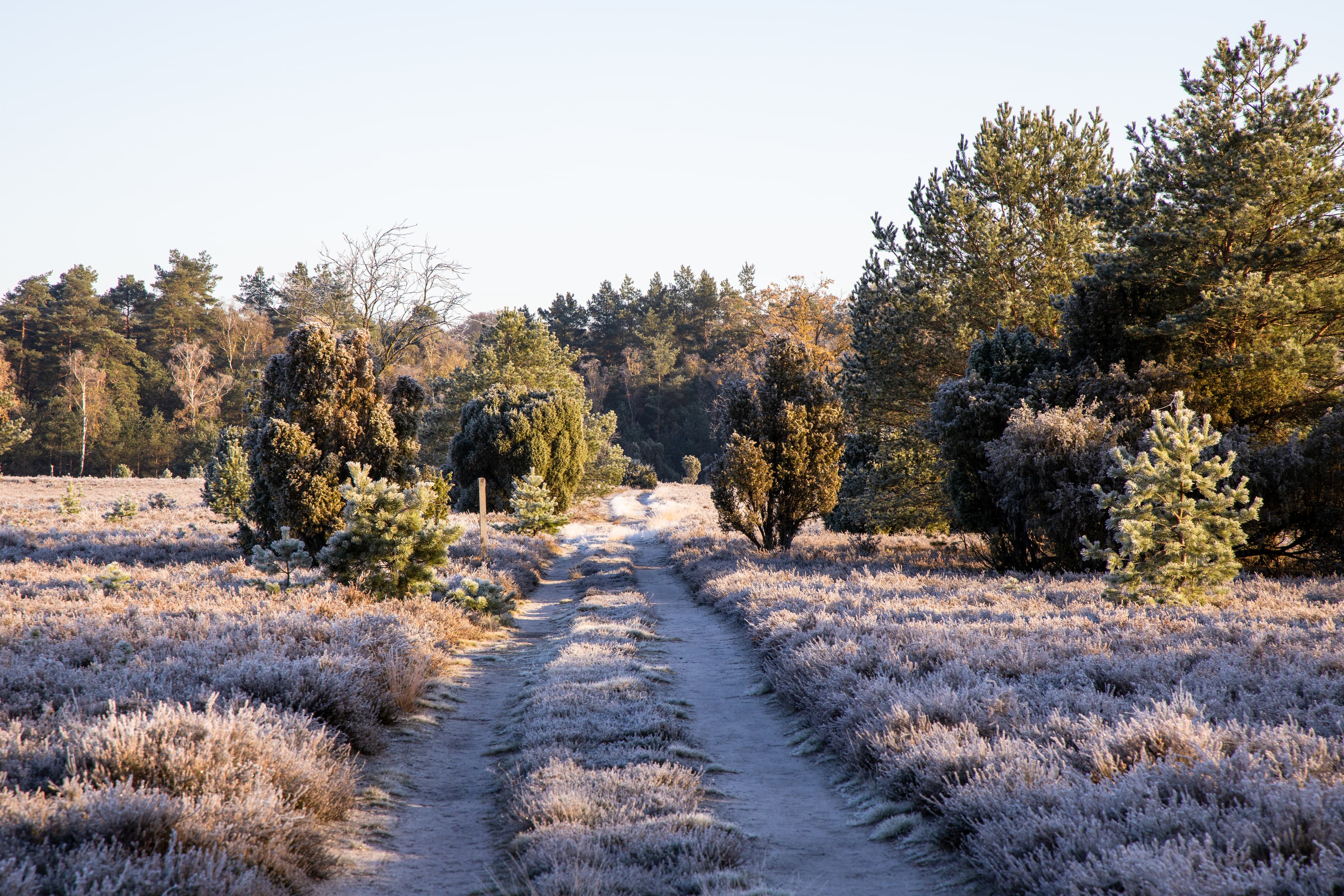 Oberoher Heide Frost
