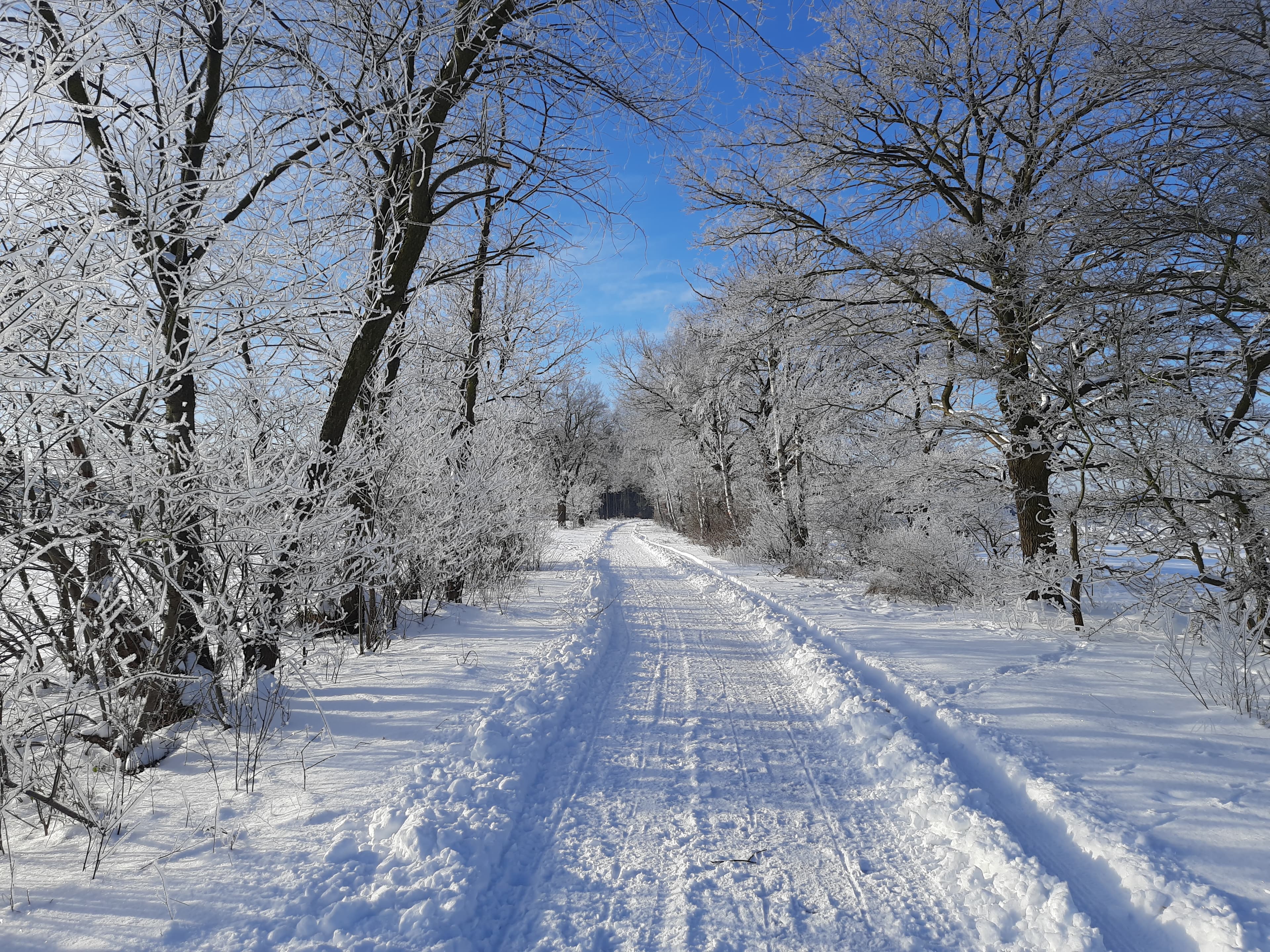 hornbosteler hutweide schnee winter