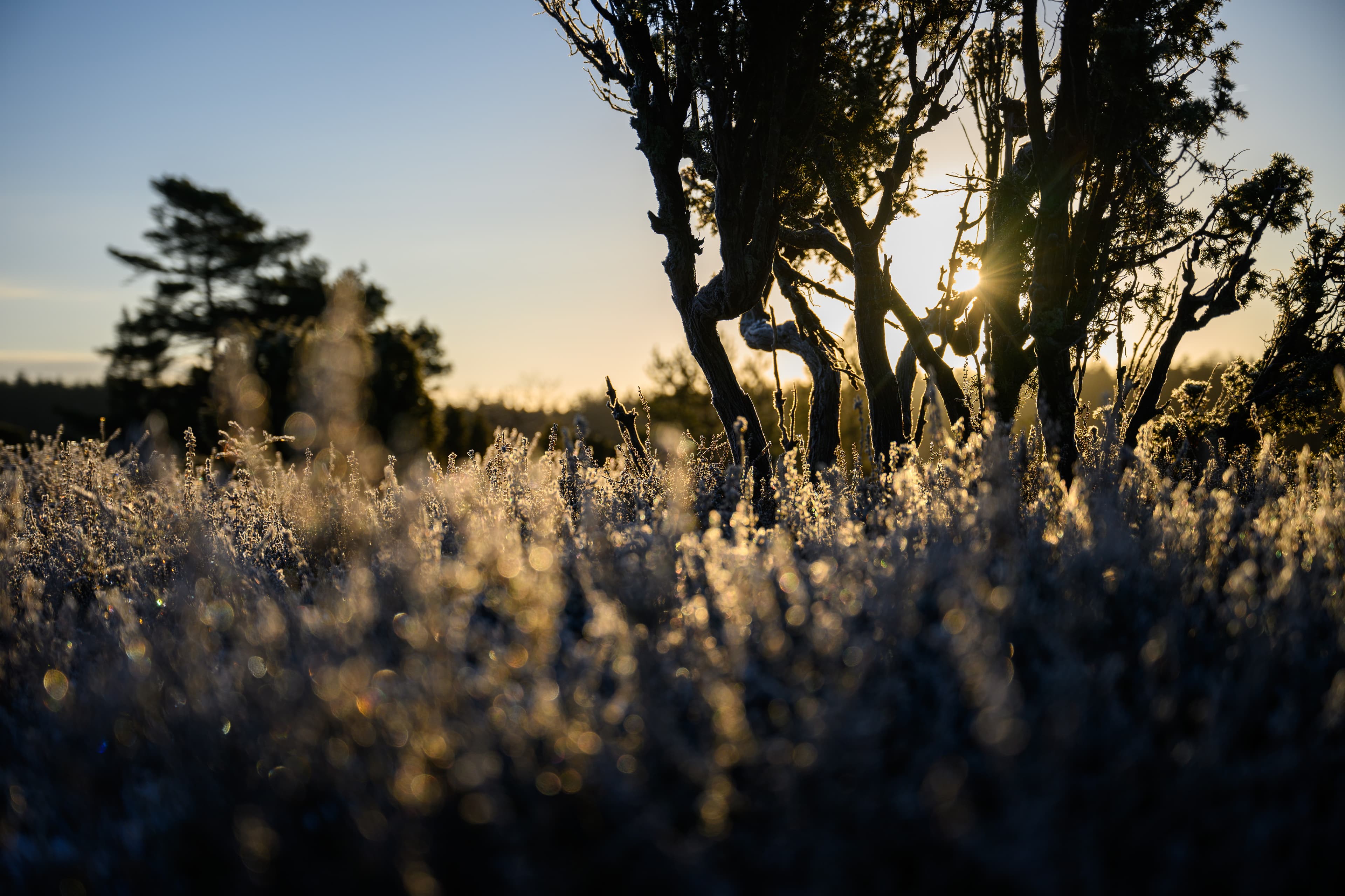 Faßberg Wacholderwald Schmarbeck Winter Frost
