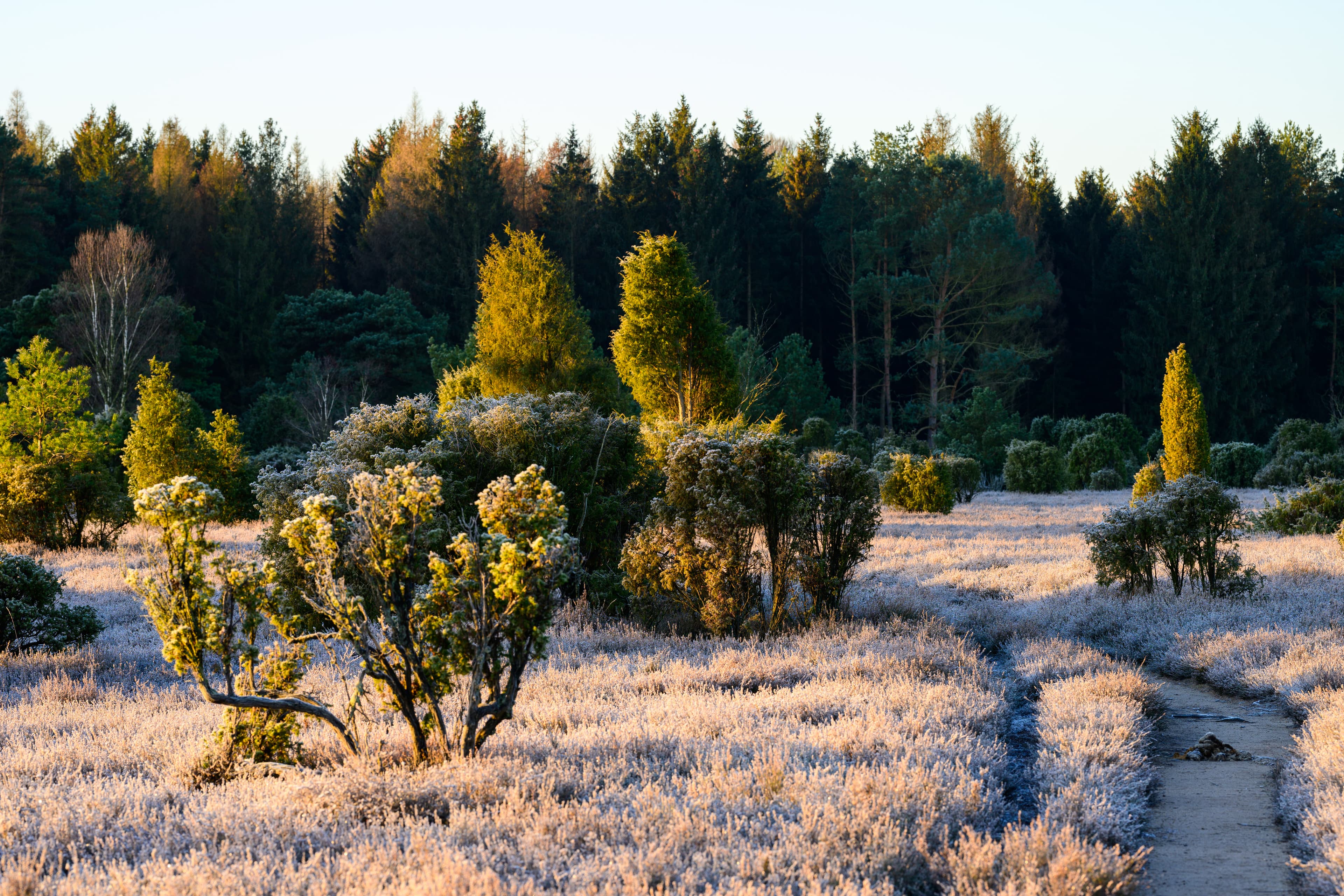 Faßberg Wacholderwals Schmarbeck Winter Frost