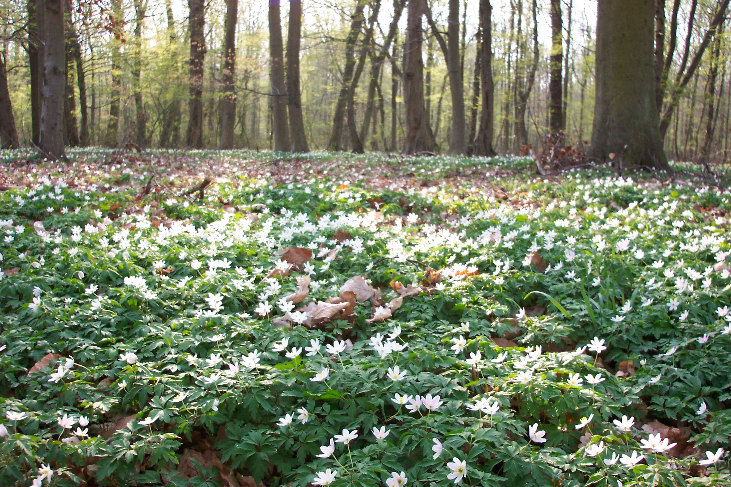 Frühlingsblüten im RosengartenSpring blossoms in the rose gardenFleurs de printemps dans la roseraieLentebloesem in de rozentuinForårsblomster i rosenhaven