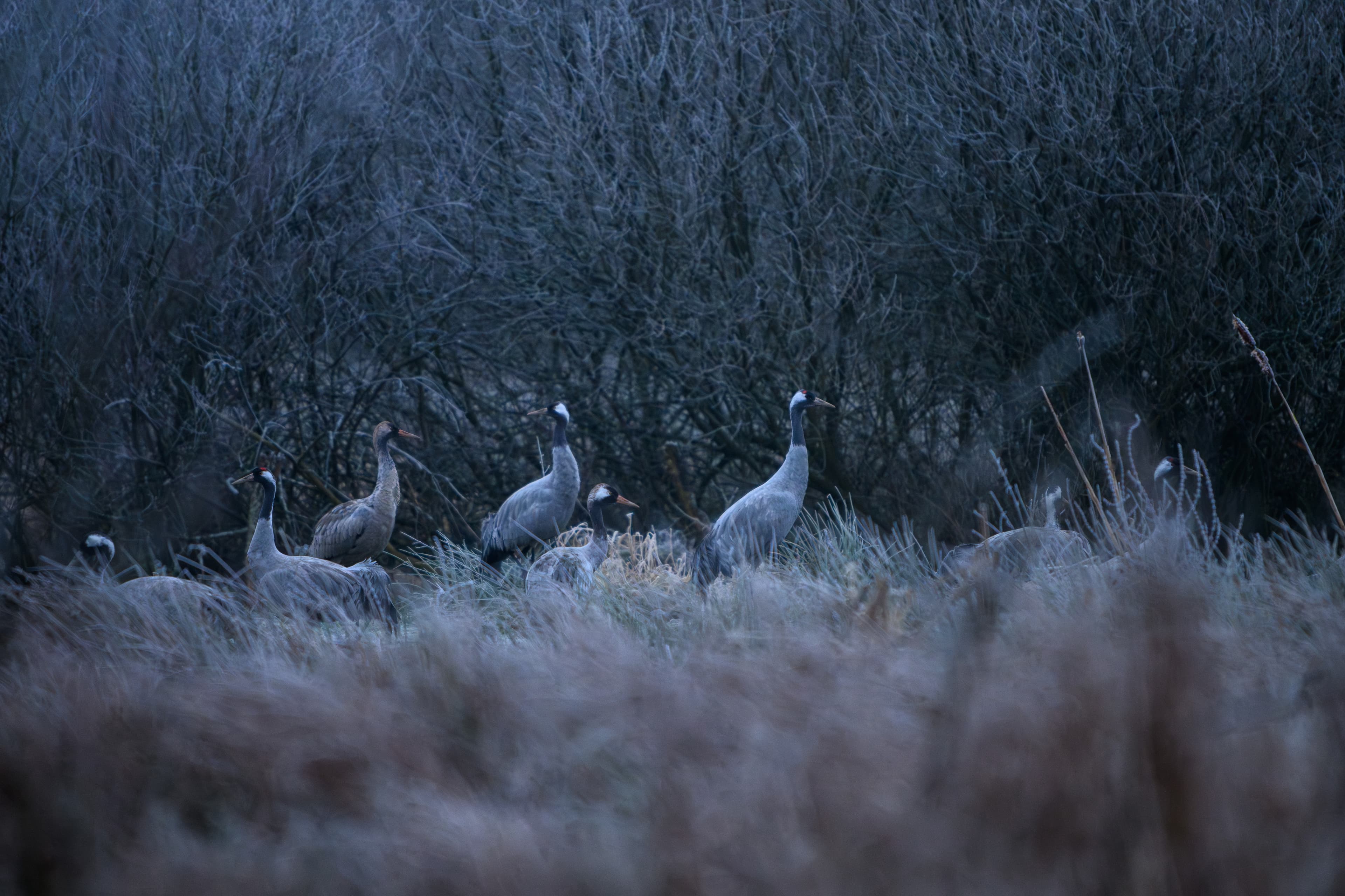 Eschede Postmoor Frost Winter