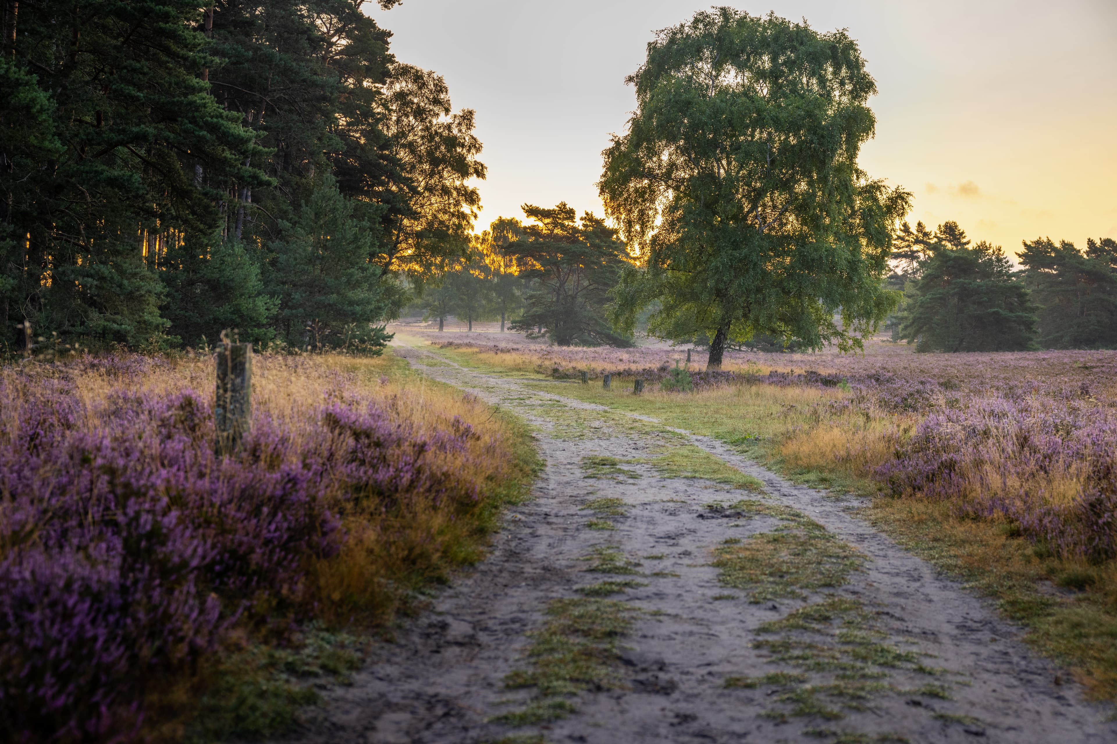 Heideblüte in der Fischbeker Heide bei Hamburg
