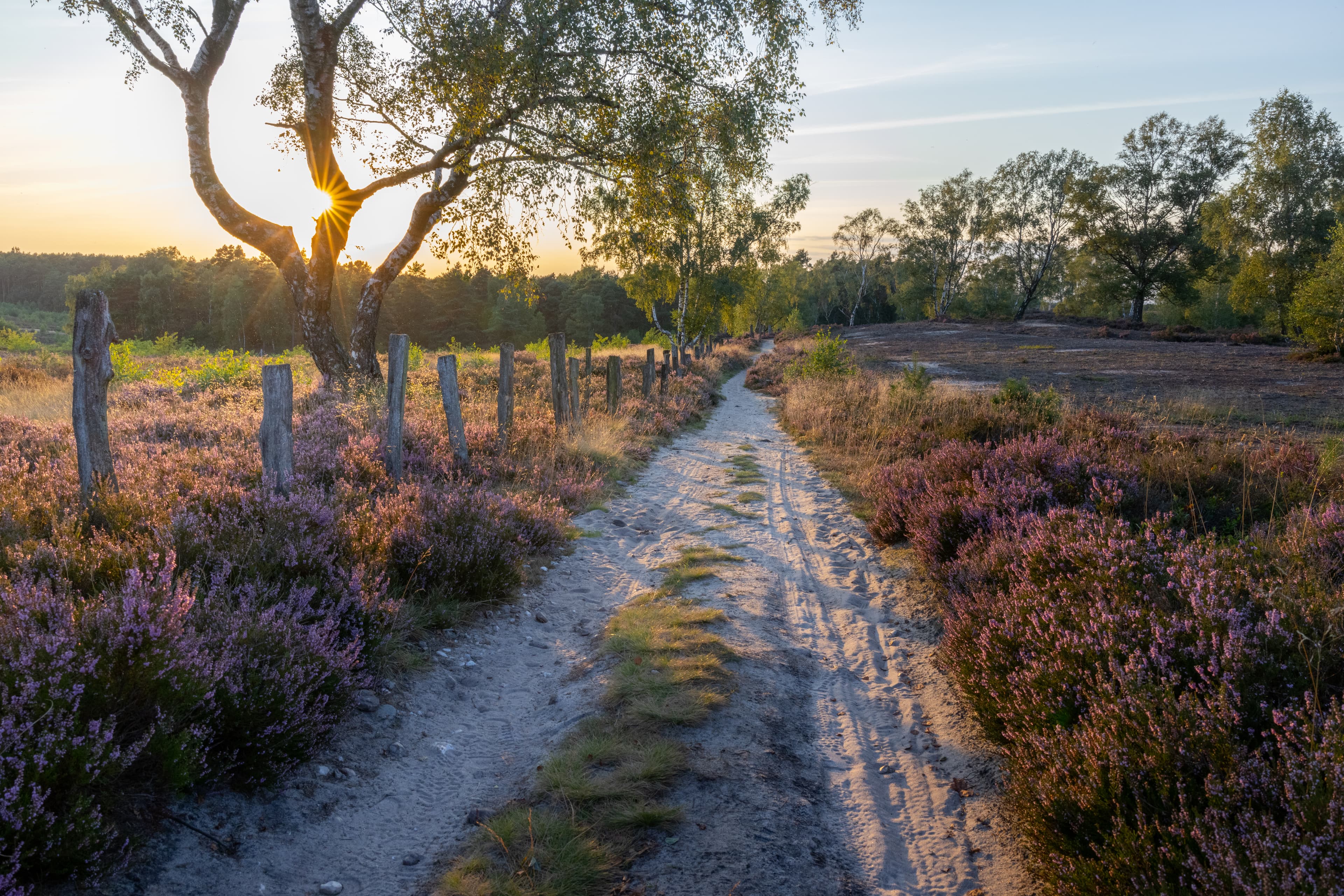 Abendstimmung in der Fischbeker Heide