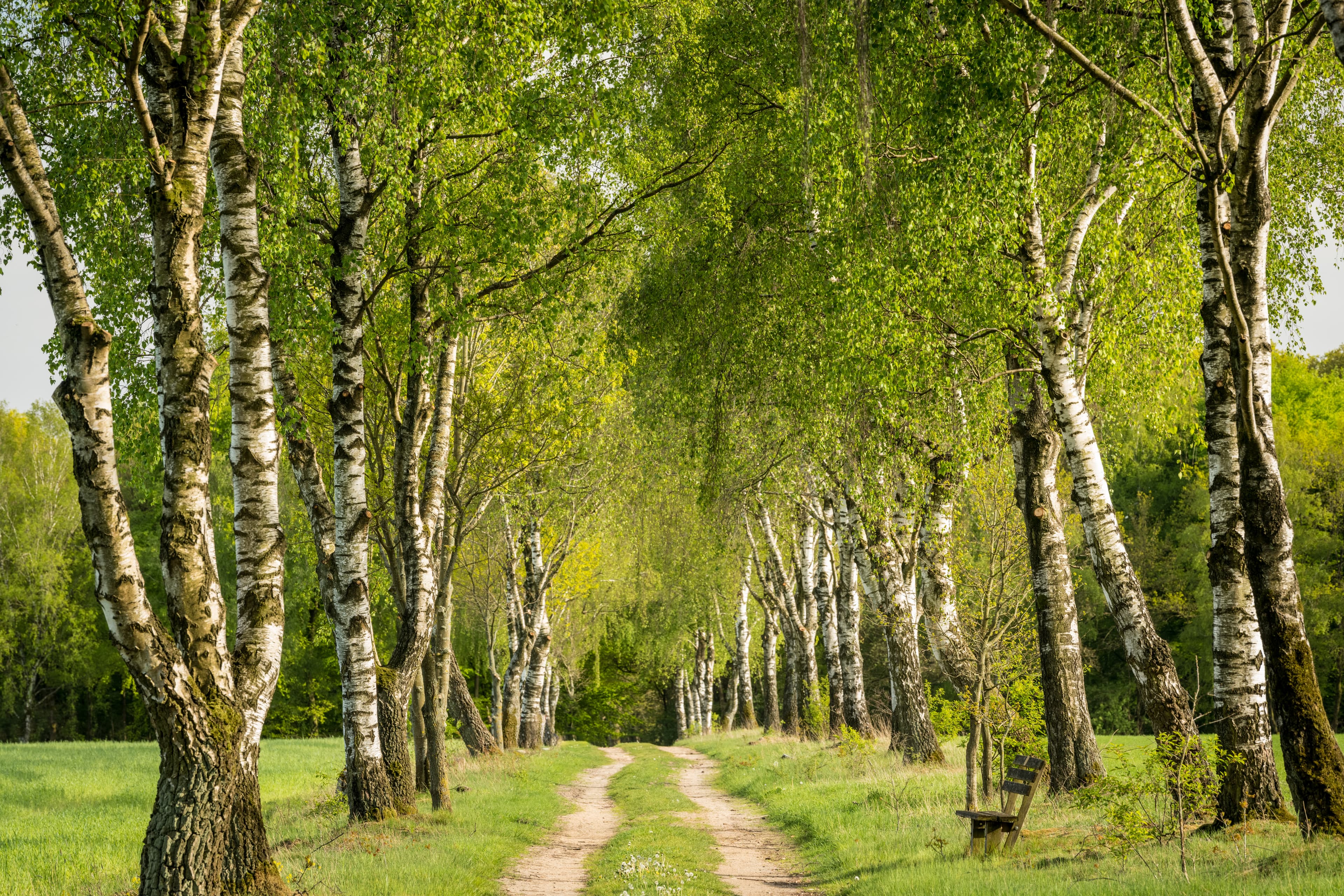 Grüne Birkenallee am Tütsberg