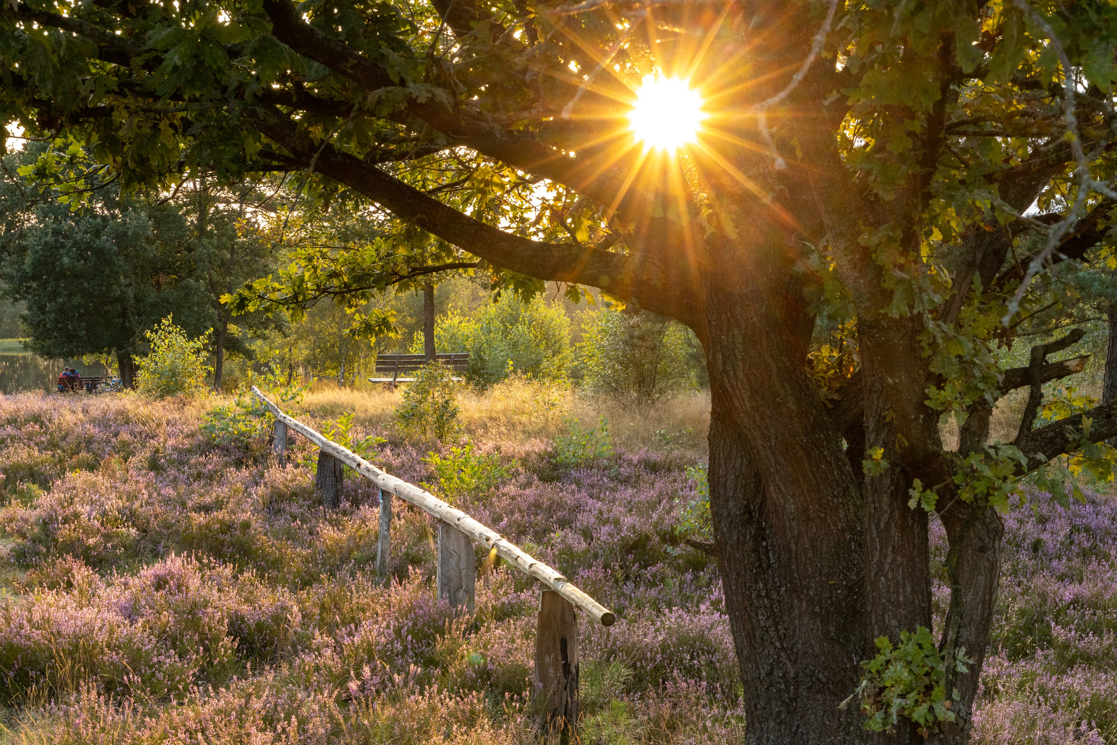 Sonnenuntergang in der Osterheide bei Schneverdingen