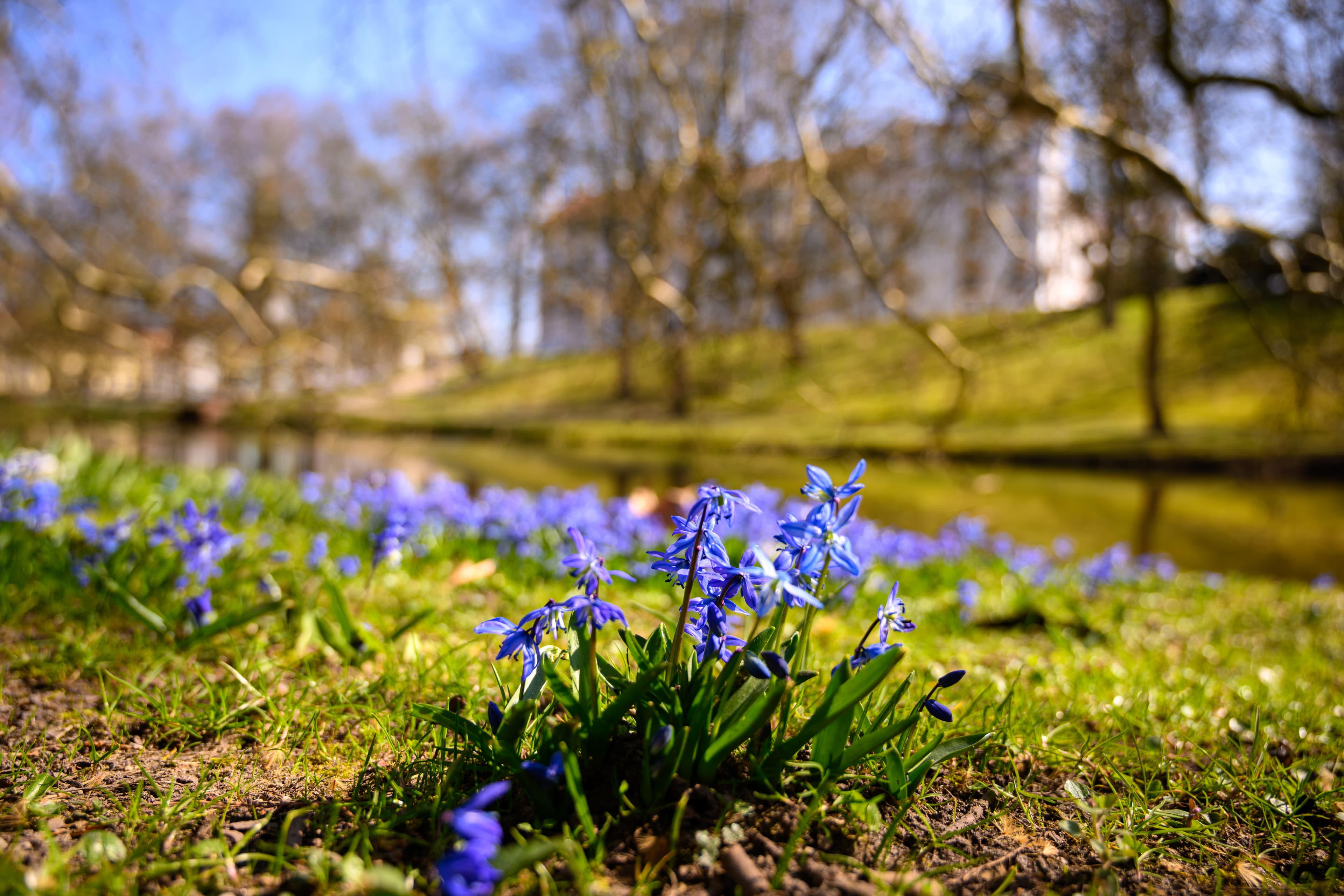 Frühblüher im Schlosspark Celle