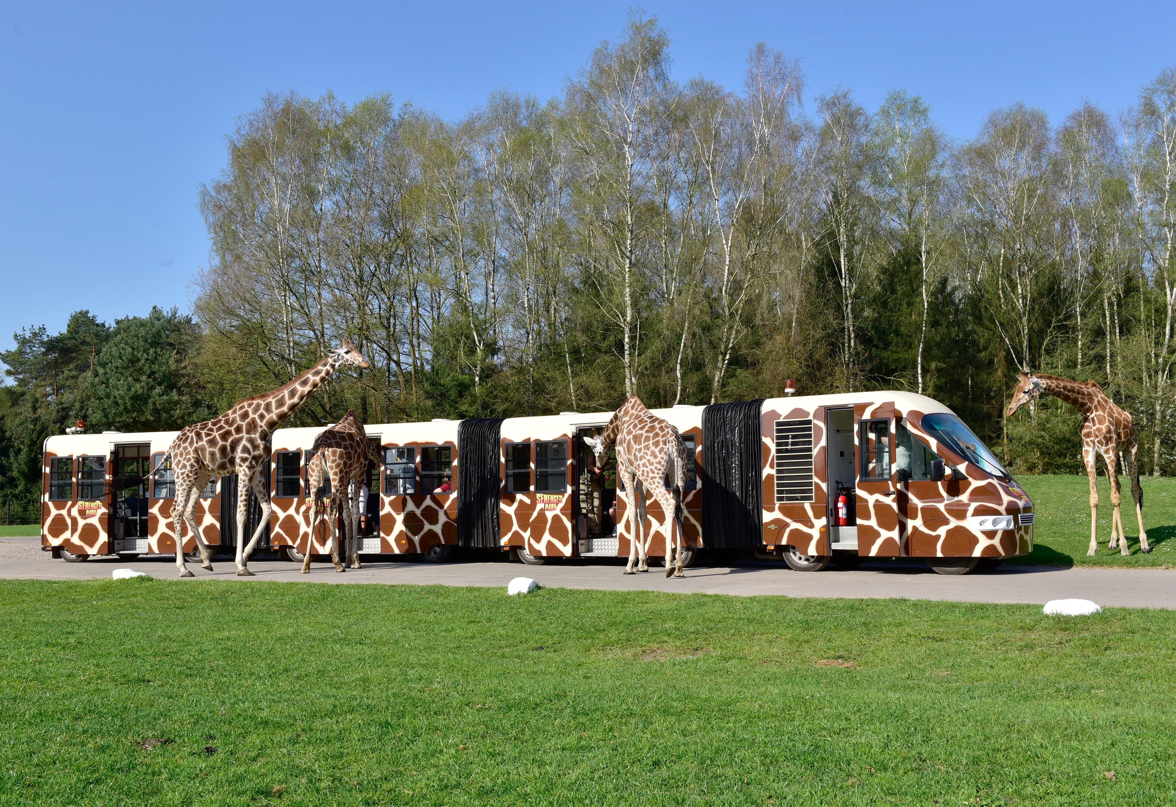 Nicht nur mit dem Bus, man kann auch mit dem Safari Express durch den Serengeti Park fahren