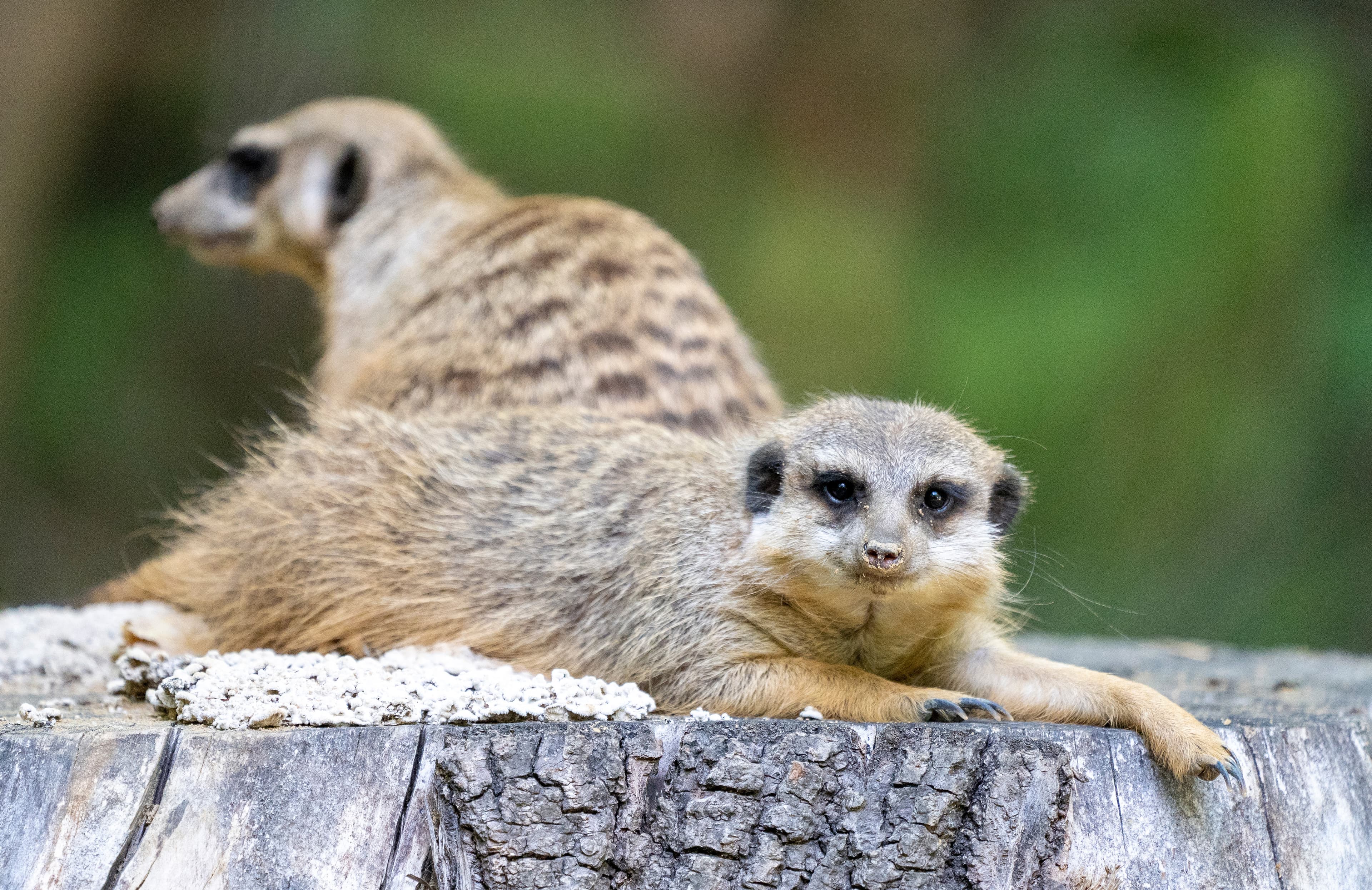 Erdmännchen im Serengeti Park mögen die Kinder