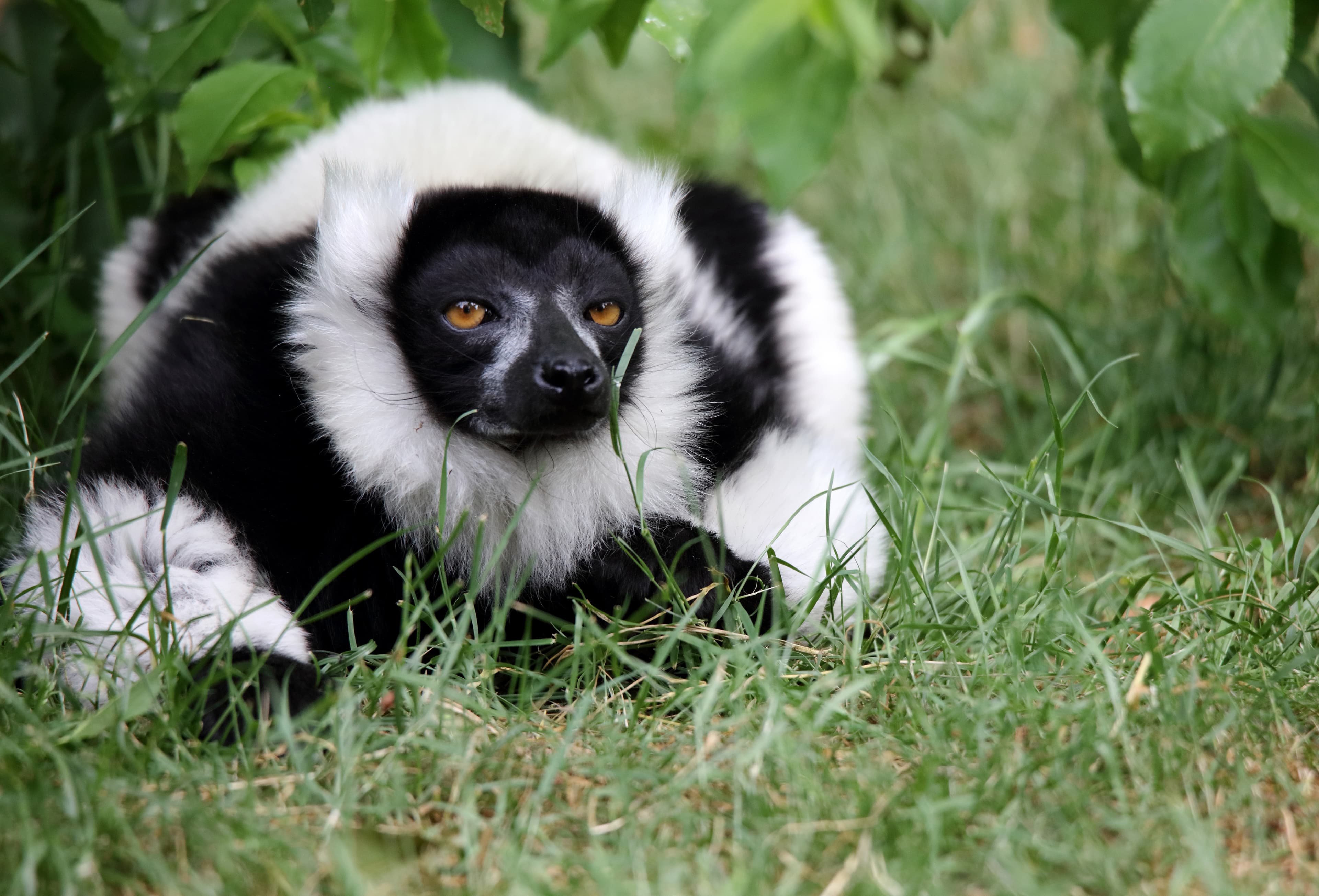 Durch das Affengehege gehen kann man in der Dschungel Safari im Serengeti Park